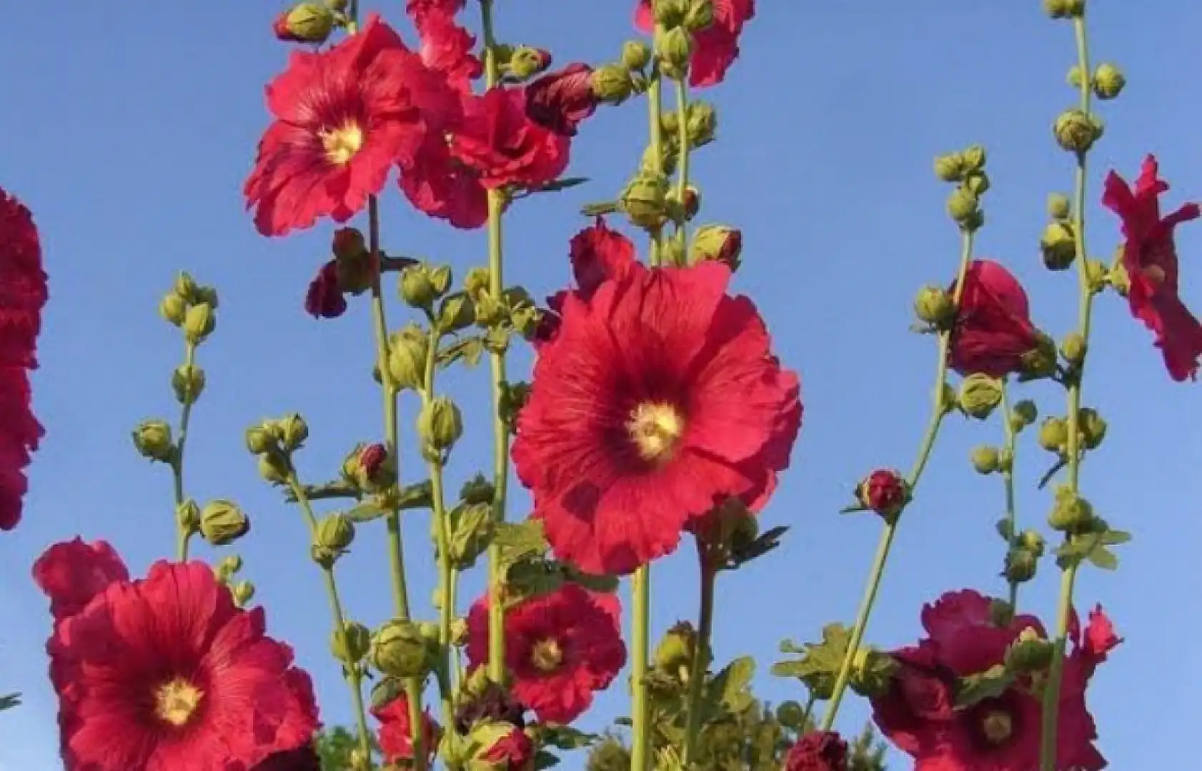 2020'nin Gözdesiydi, Şimdi Yüzüne Bakan Yok