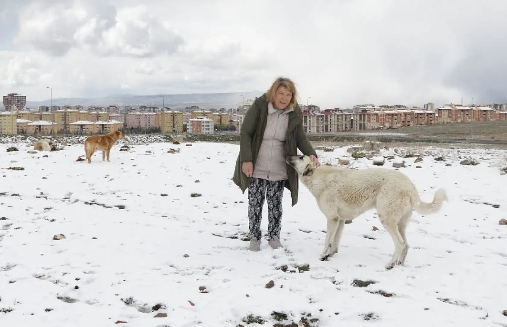 Gül teyze sahipsiz hayvanlara kucak açıyor
