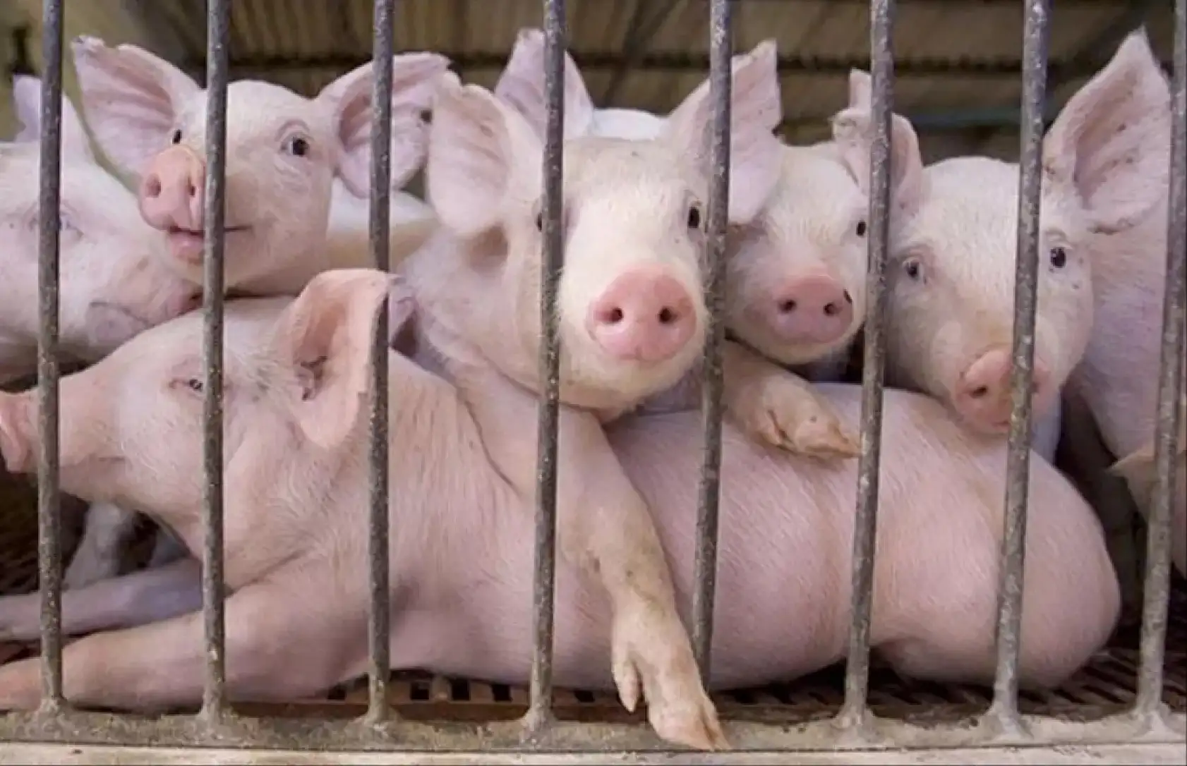 Kayseri'de domuz çiftliği iddiası! Tartışmalar alevleniyor!