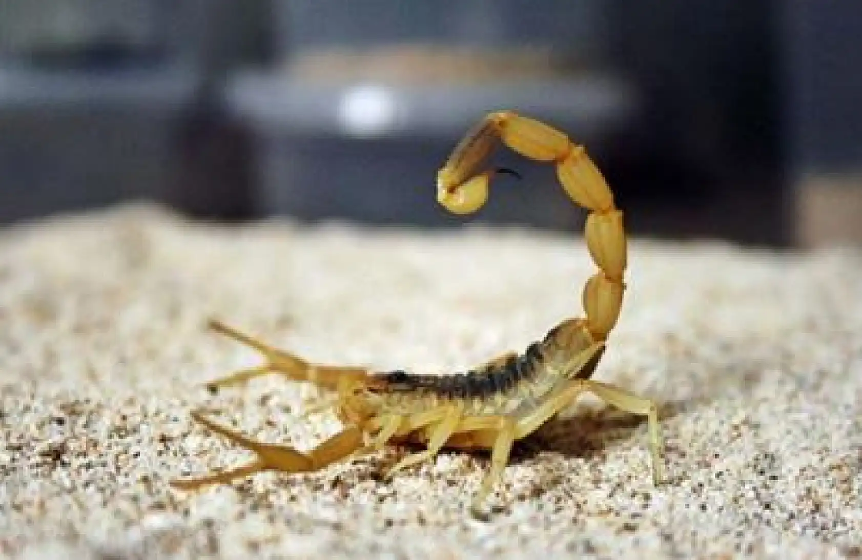 Kayseri merkezde 4 mahallede görüldü