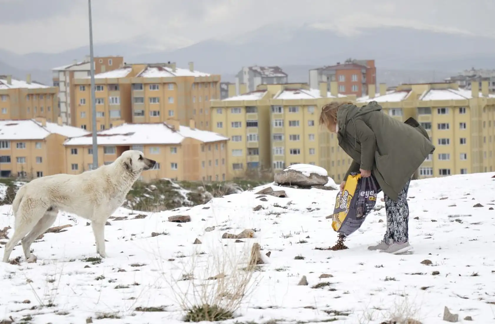 Gül teyze sahipsiz hayvanlara kucak açıyor