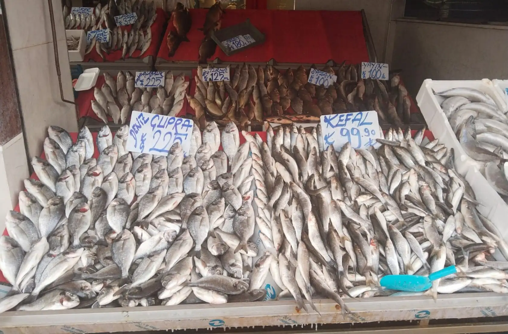 Şubat'ta hangi balıklar yenir? Şubat ayı bu balıkların ayı…