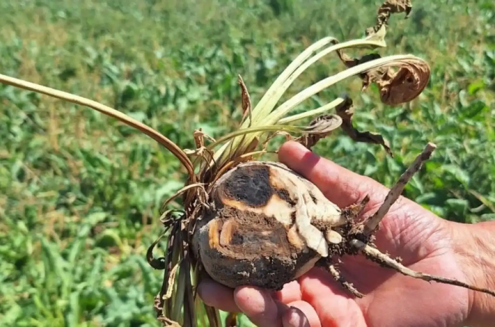 Kayseri ve Konya'nın ortak derdi: Sünger gibi…