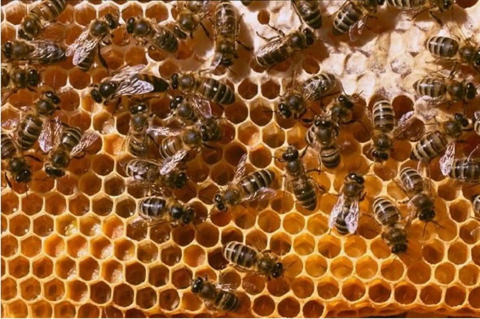 Kayseri'de bu ürüne talep var ancak bulunması imkânsız!