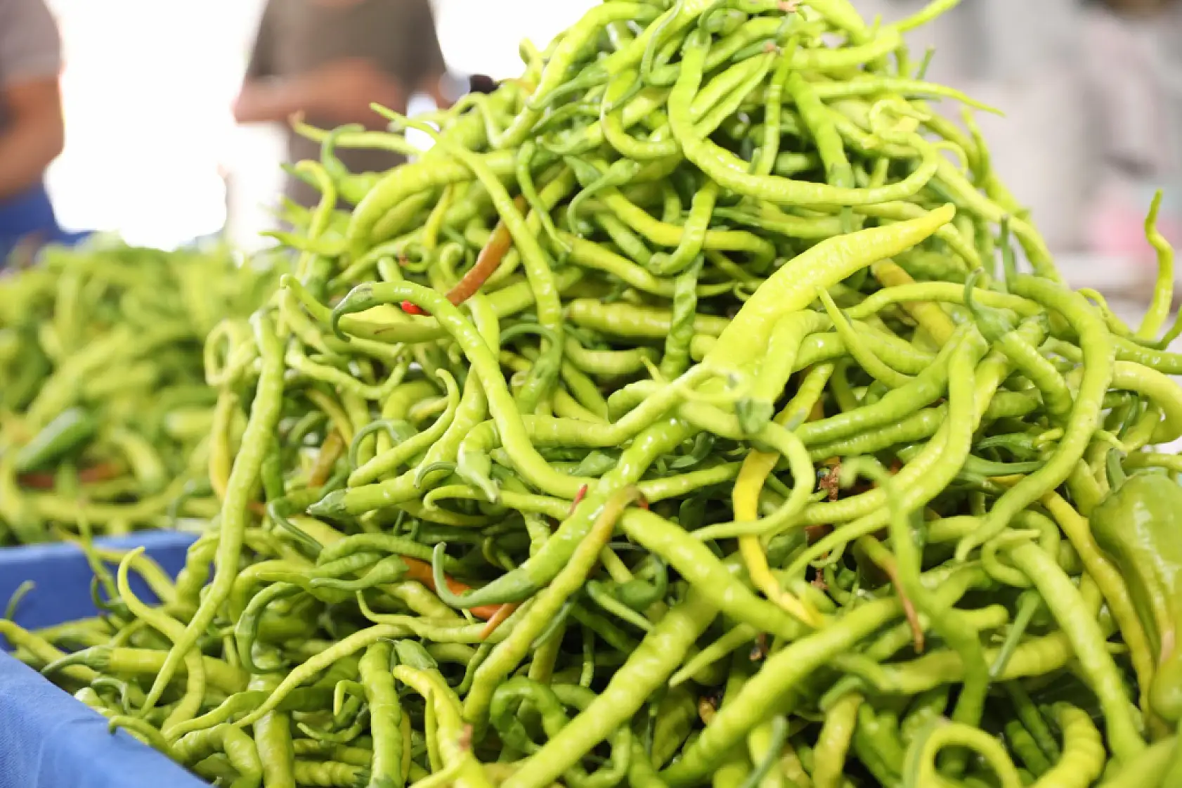 Kayseri'nin tek organik pazarı büyümeye devam ediyor!