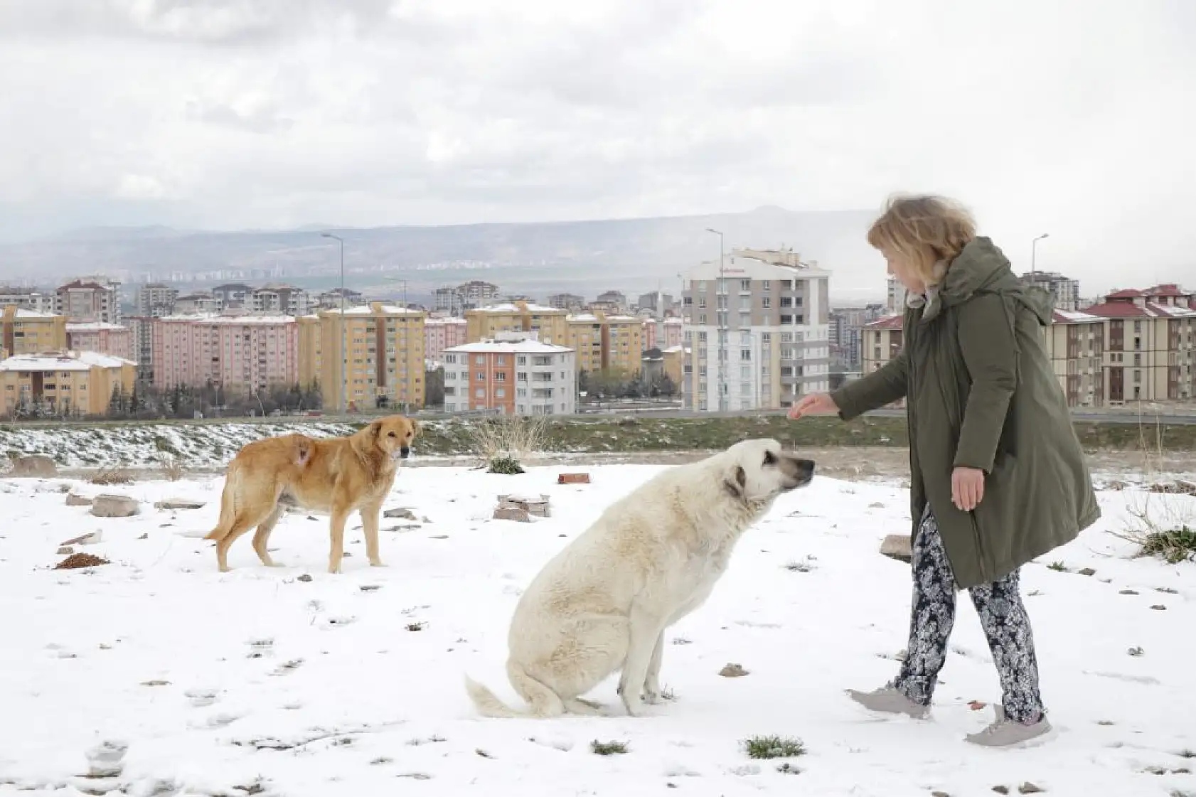 Gül teyze sahipsiz hayvanlara kucak açıyor