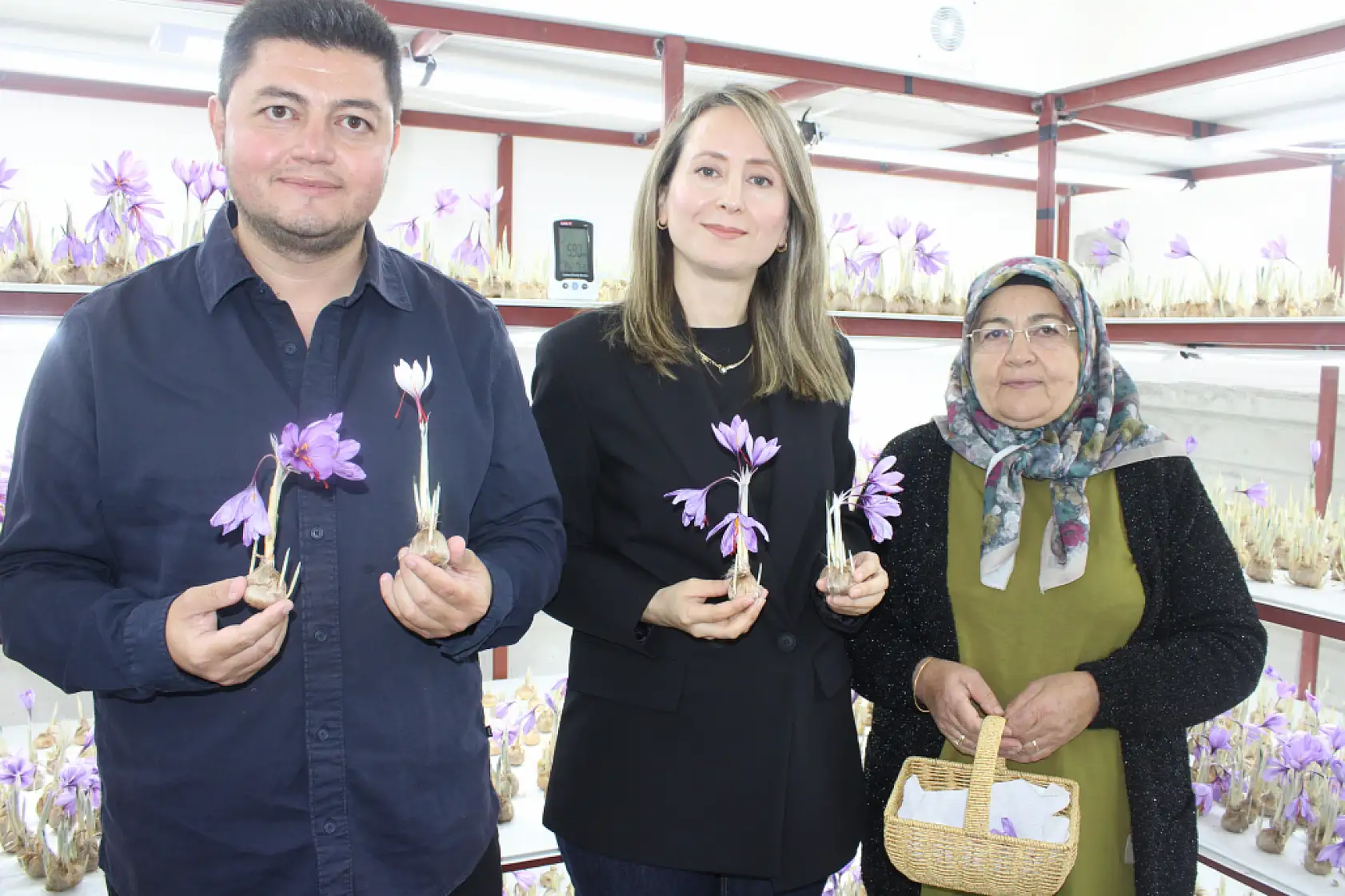 Kayseri'de safranda ilk hasat yapıldı!