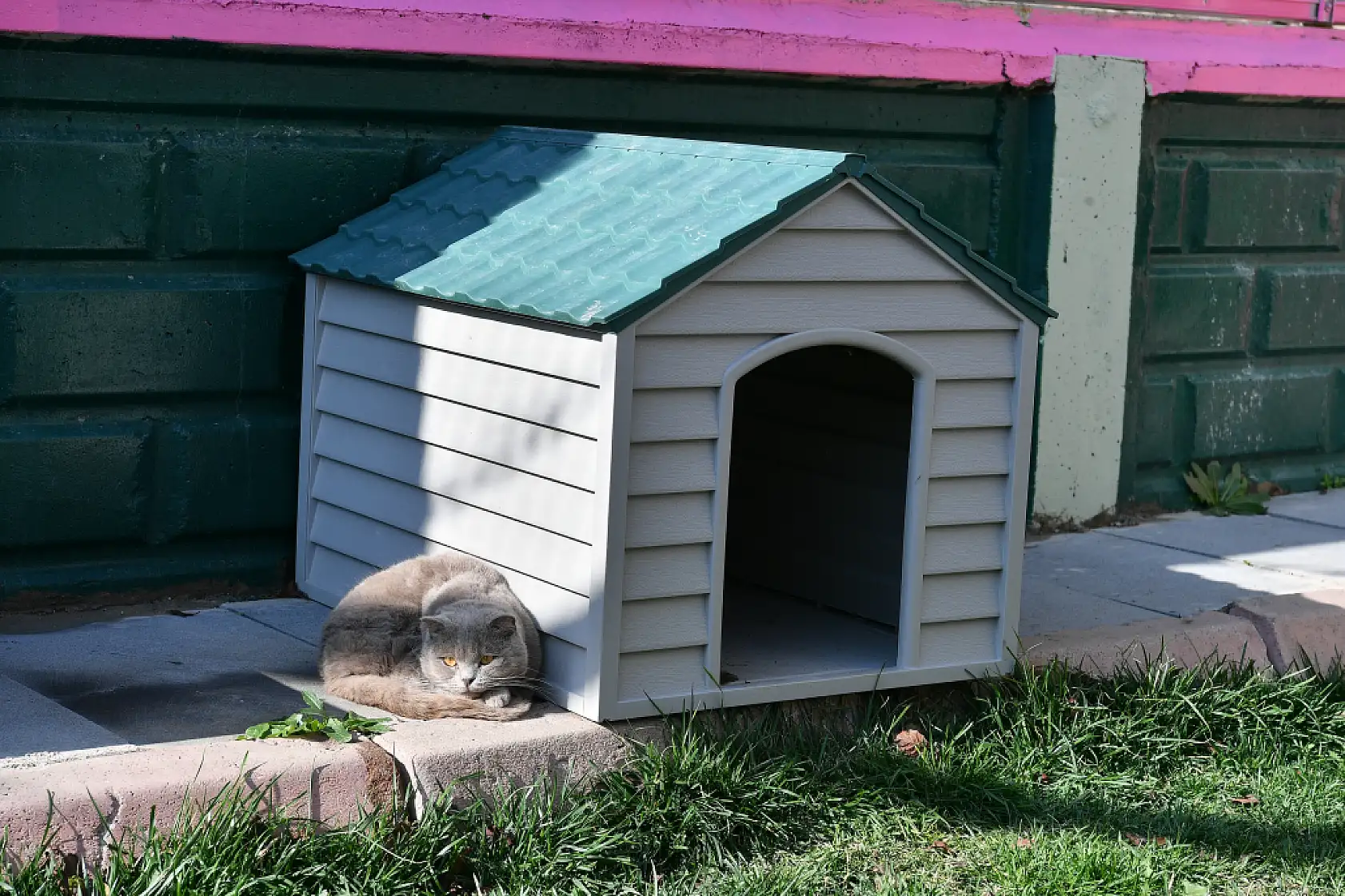 Kayseri'de patili dostlara yaşam desteği: İşte renkli fotoğraflar!