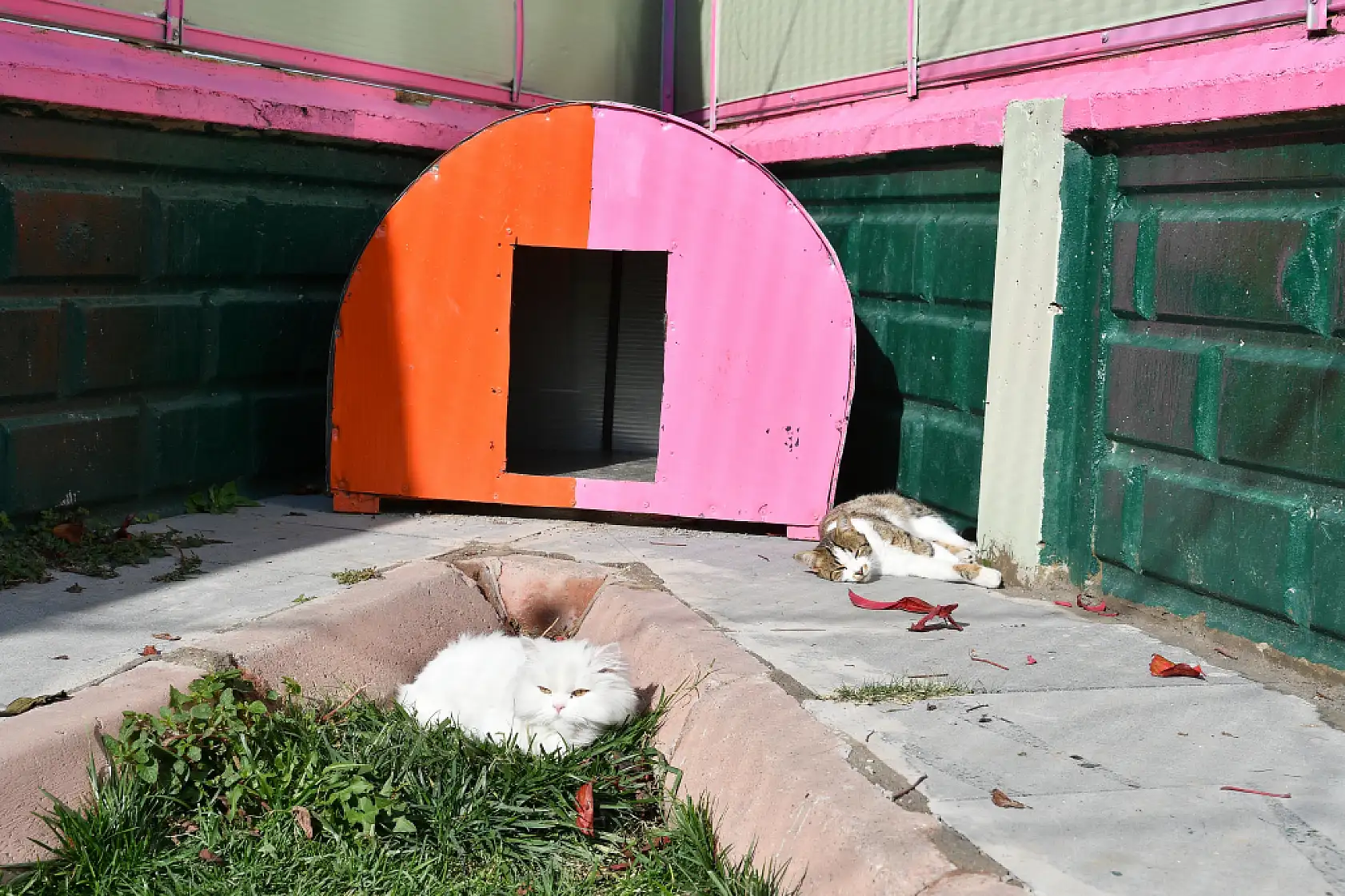 Kayseri'de patili dostlara yaşam desteği: İşte renkli fotoğraflar!