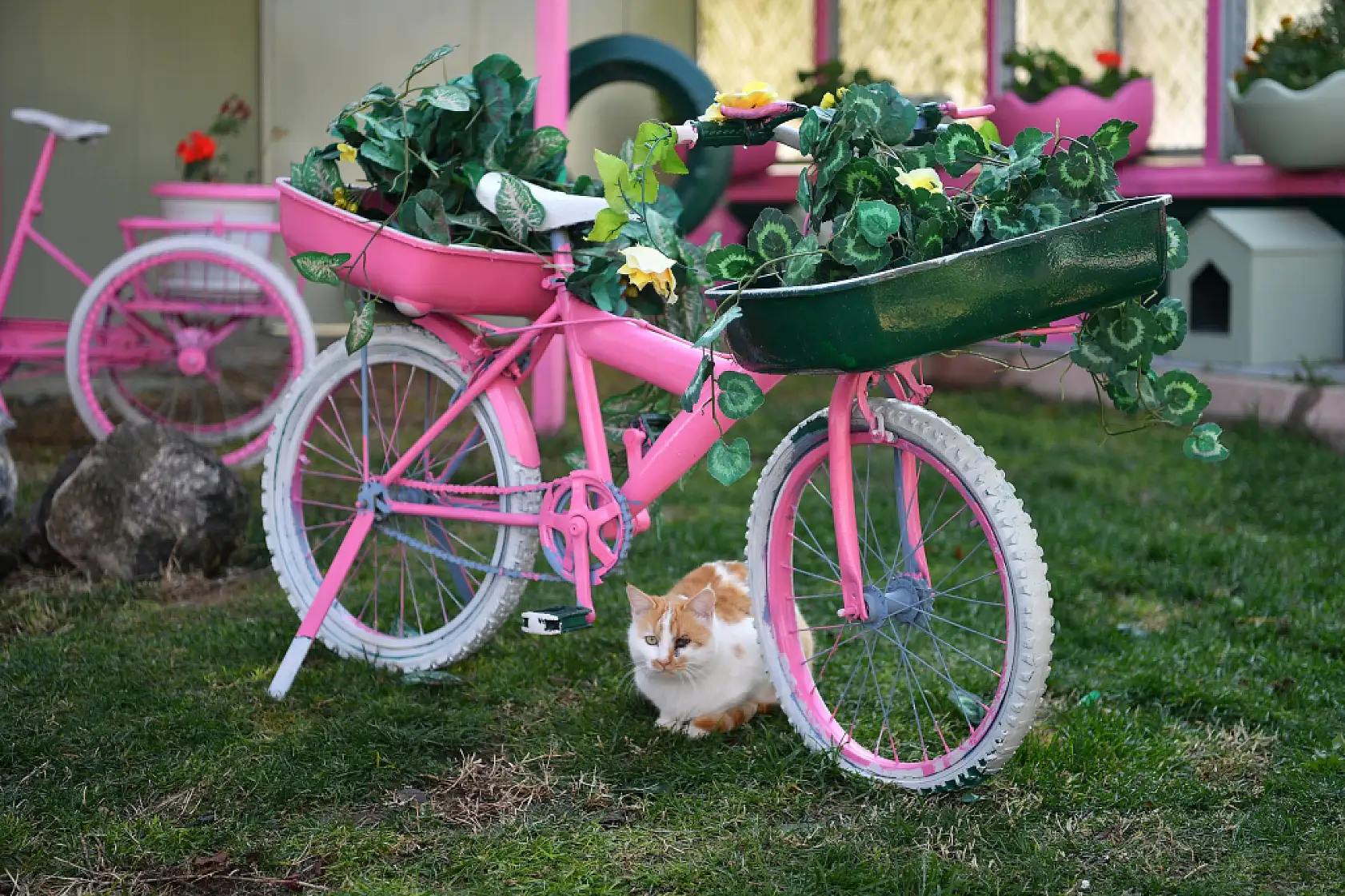 Kayseri'de patili dostlara yaşam desteği: İşte renkli fotoğraflar!
