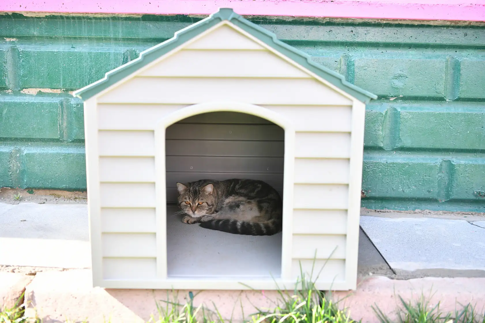 Kayseri'de patili dostlara yaşam desteği: İşte renkli fotoğraflar!