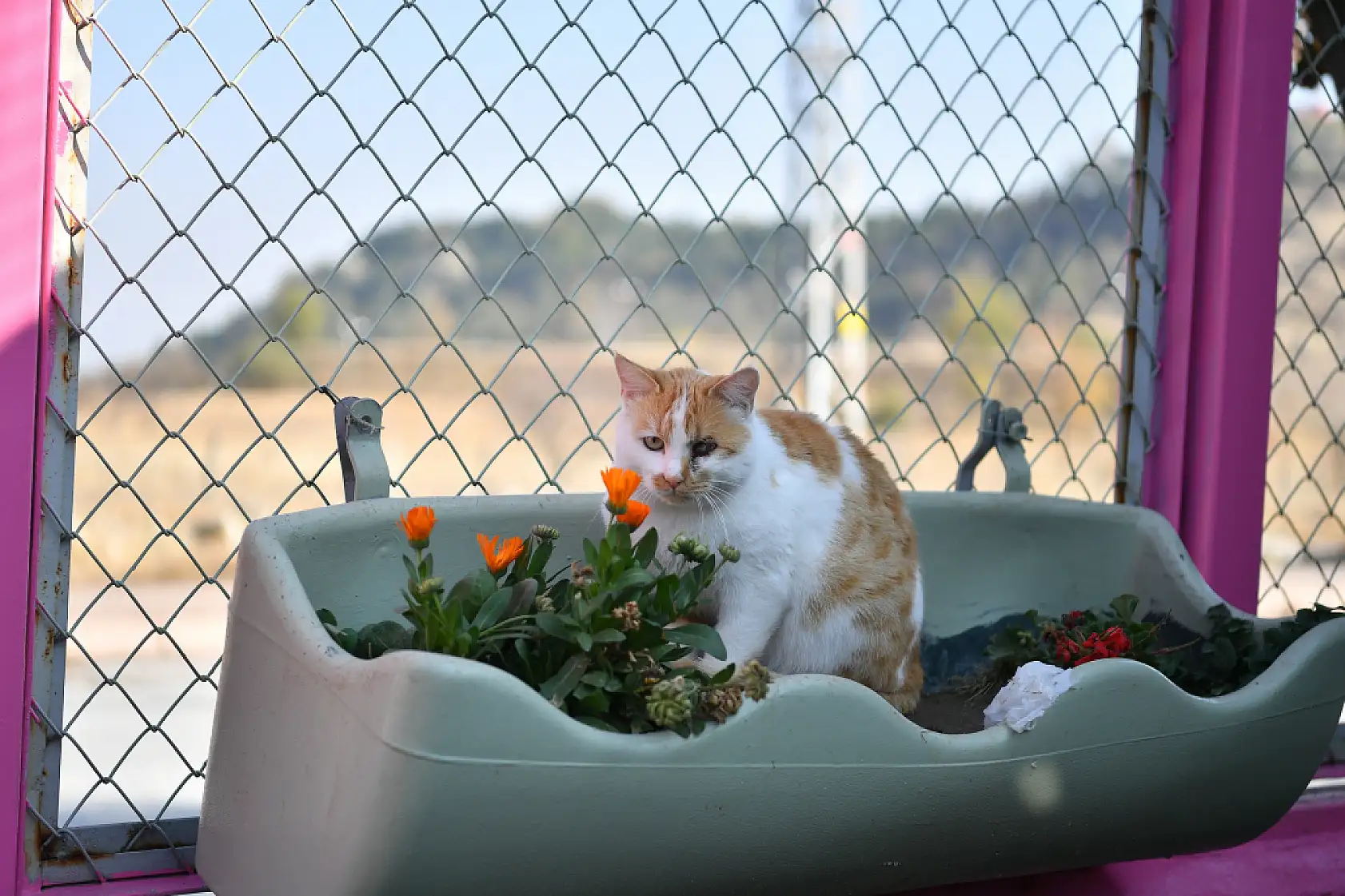 Kayseri'de patili dostlara yaşam desteği: İşte renkli fotoğraflar!