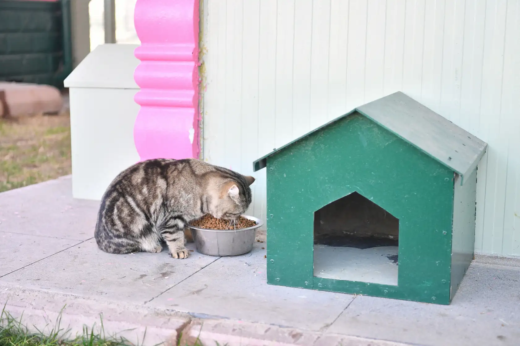 Kayseri'de patili dostlara yaşam desteği: İşte renkli fotoğraflar!