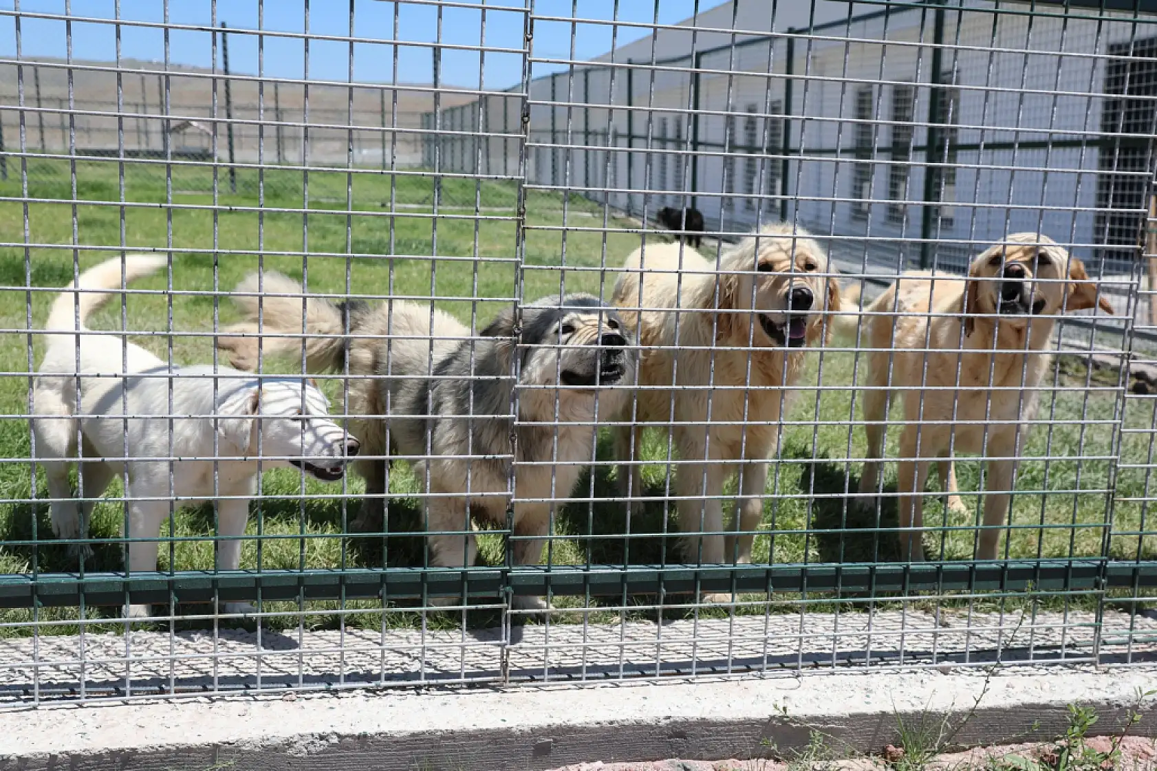 Kayseri'de patili dostlara 5 yıldızlı konfor alanı!