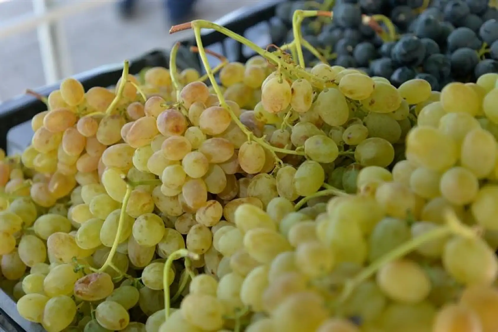 Kayseri'de kilosu 75 TL'den satıldı: Kapış kapış gitti!