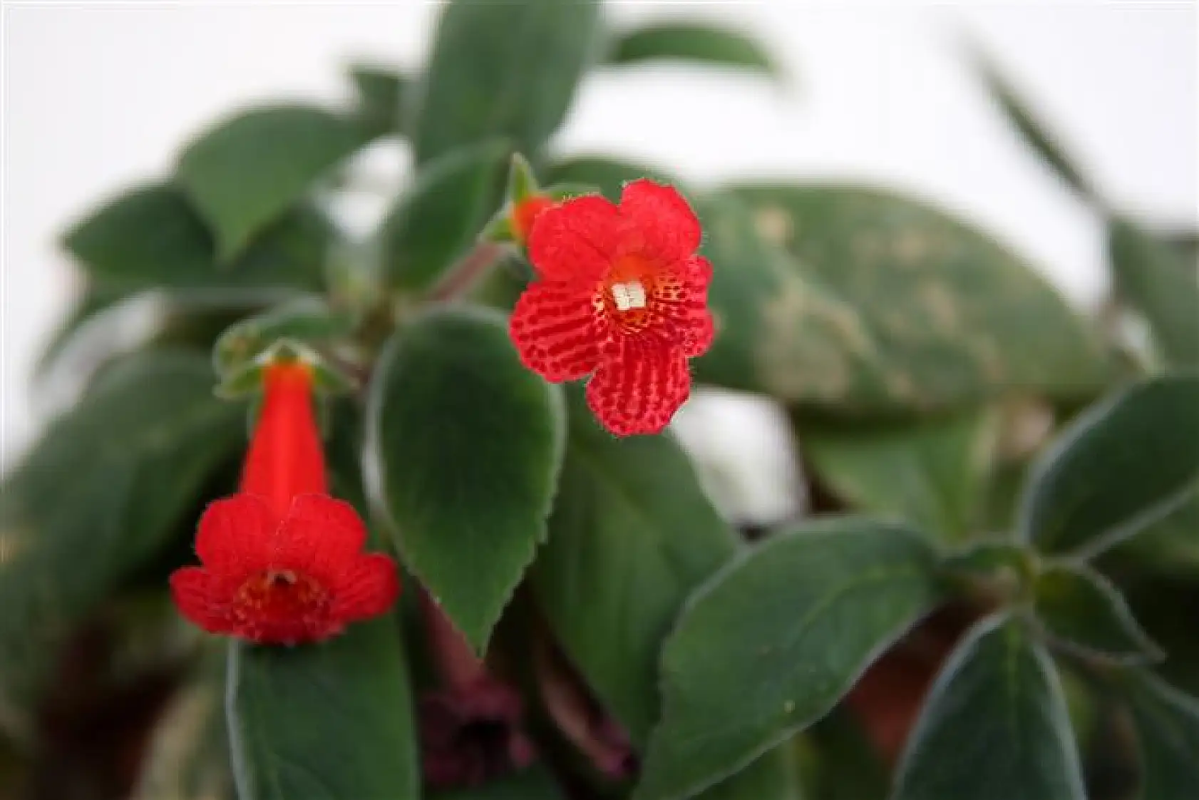 İmamın çiçek sevgisi camiyi bahçeye çevirdi