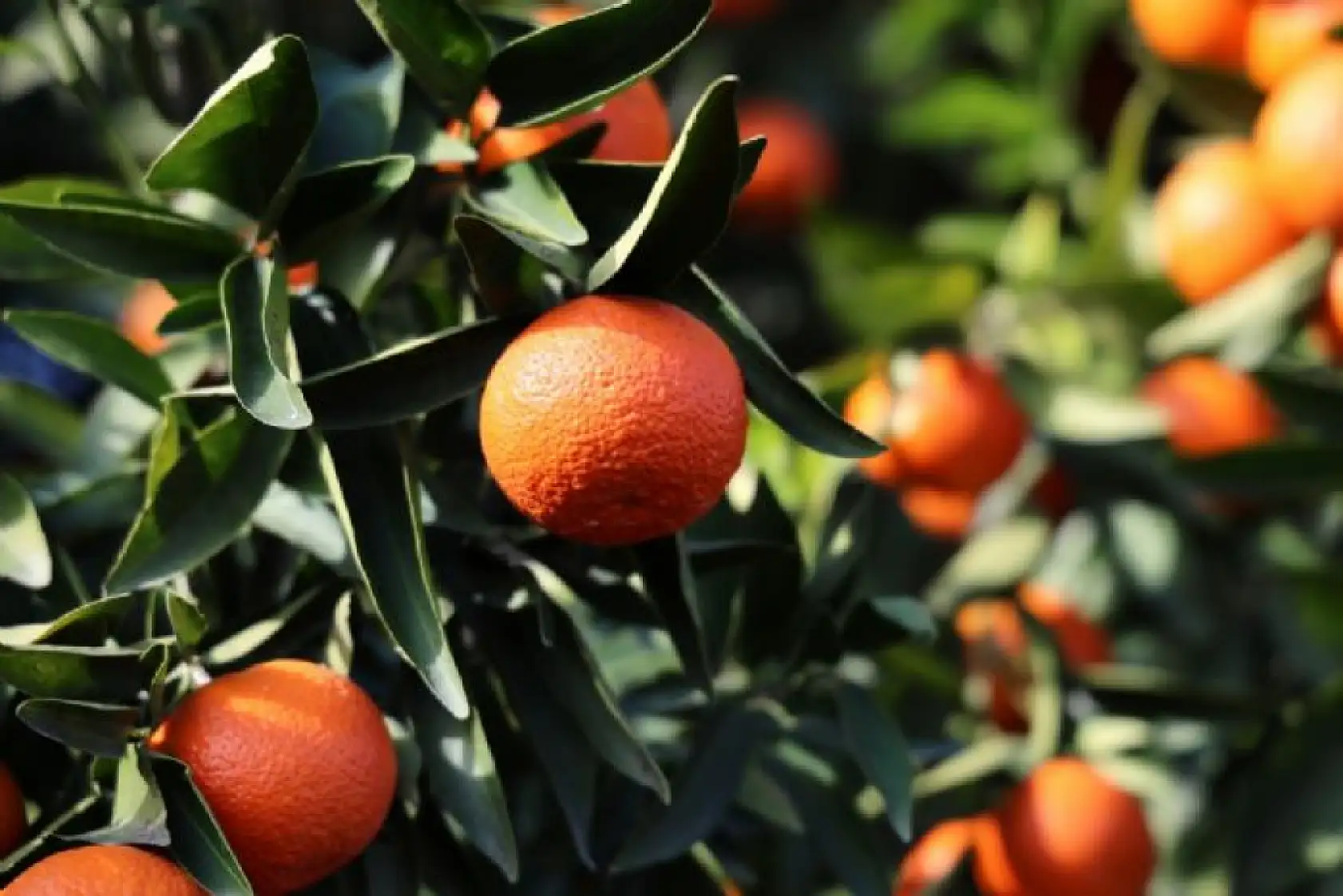 Kayseri'den mandalina atağı!