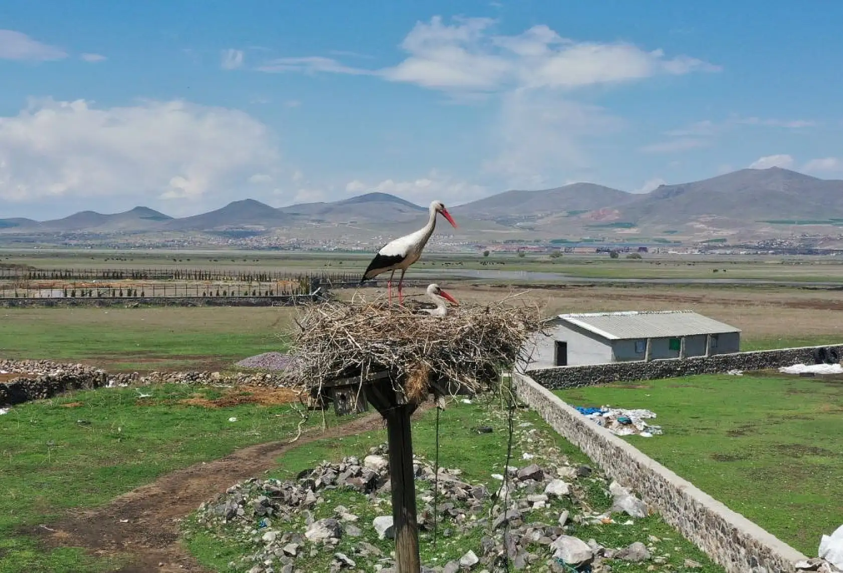 Göçmen Leylekler Hürmetçi Sazlığı'nda mola verdi