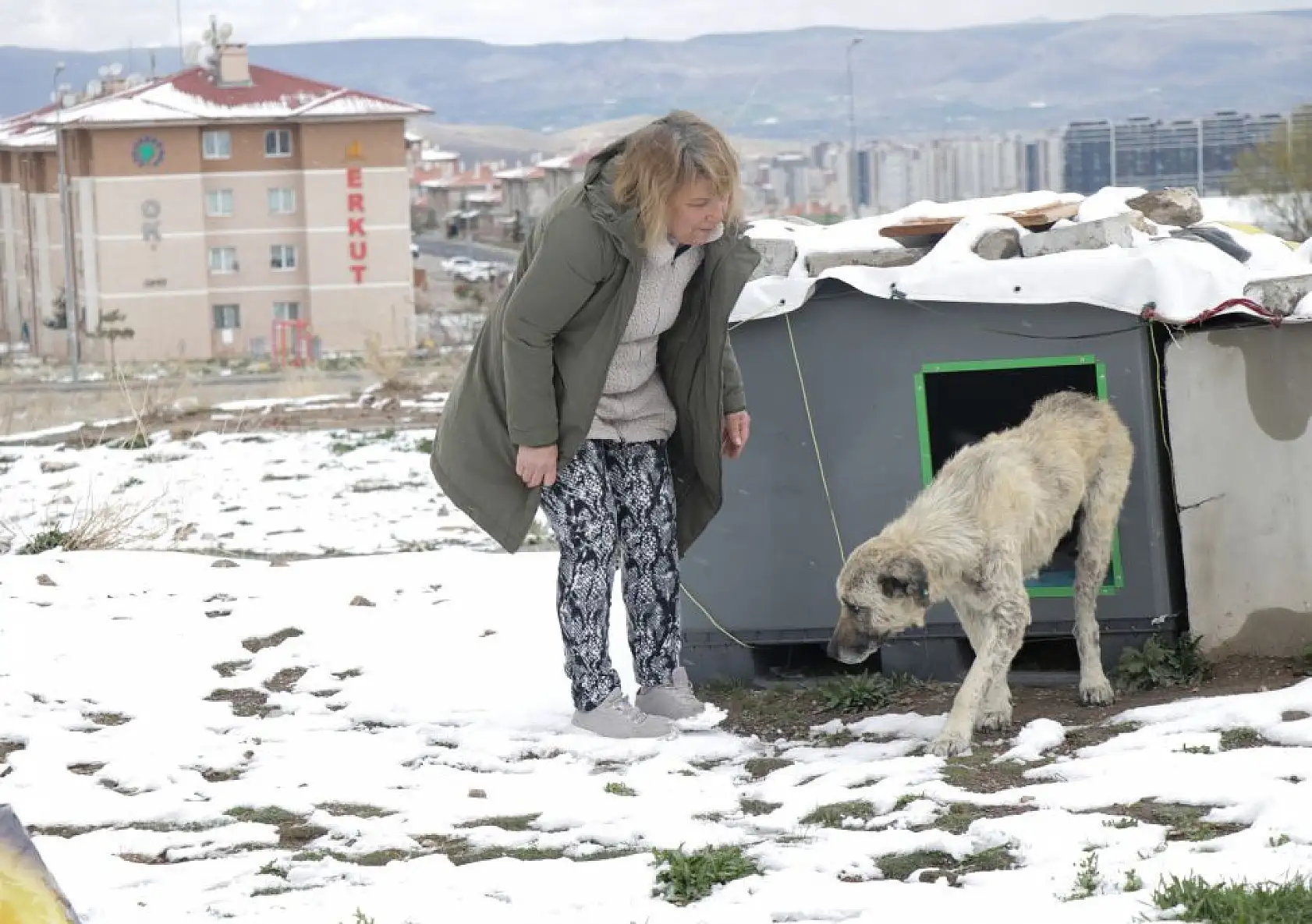 Gül teyze sahipsiz hayvanlara kucak açıyor
