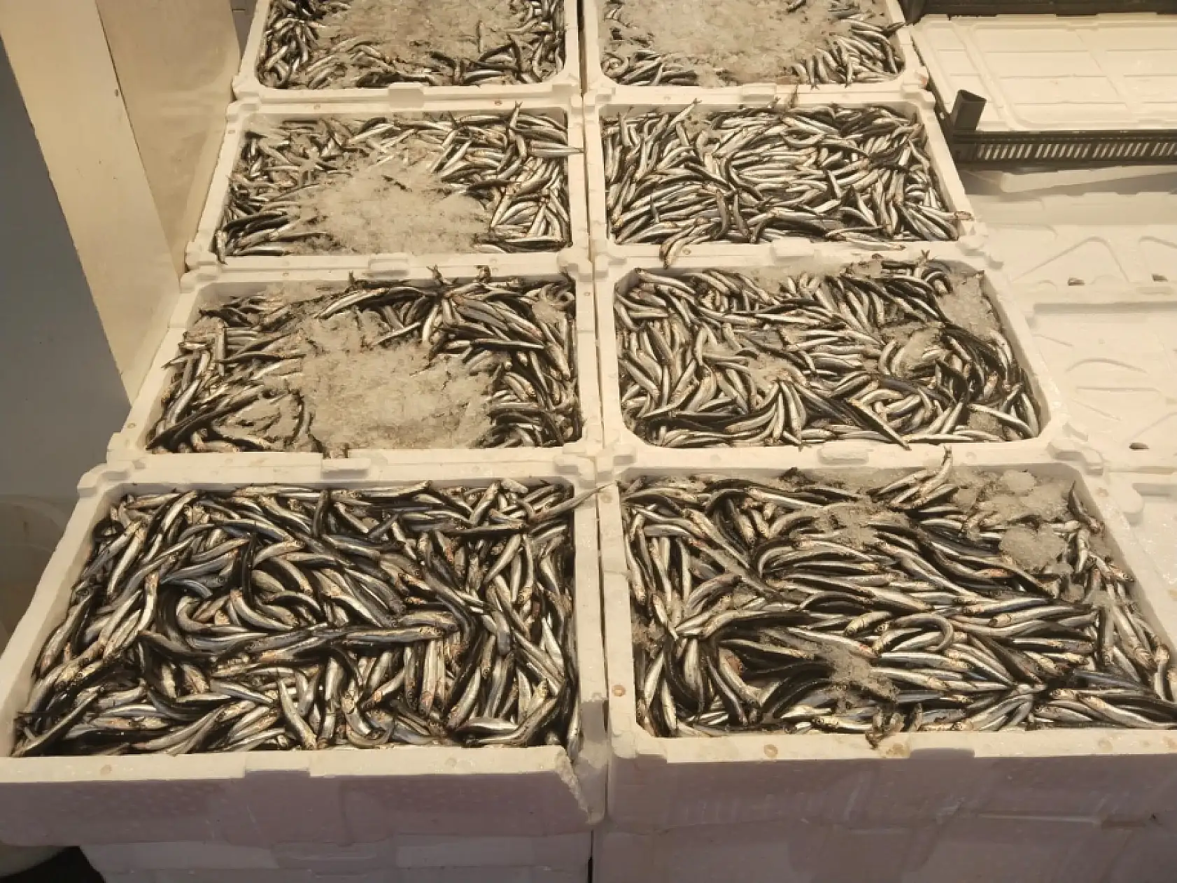 Şubat'ta hangi balıklar yenir? Şubat ayı bu balıkların ayı…