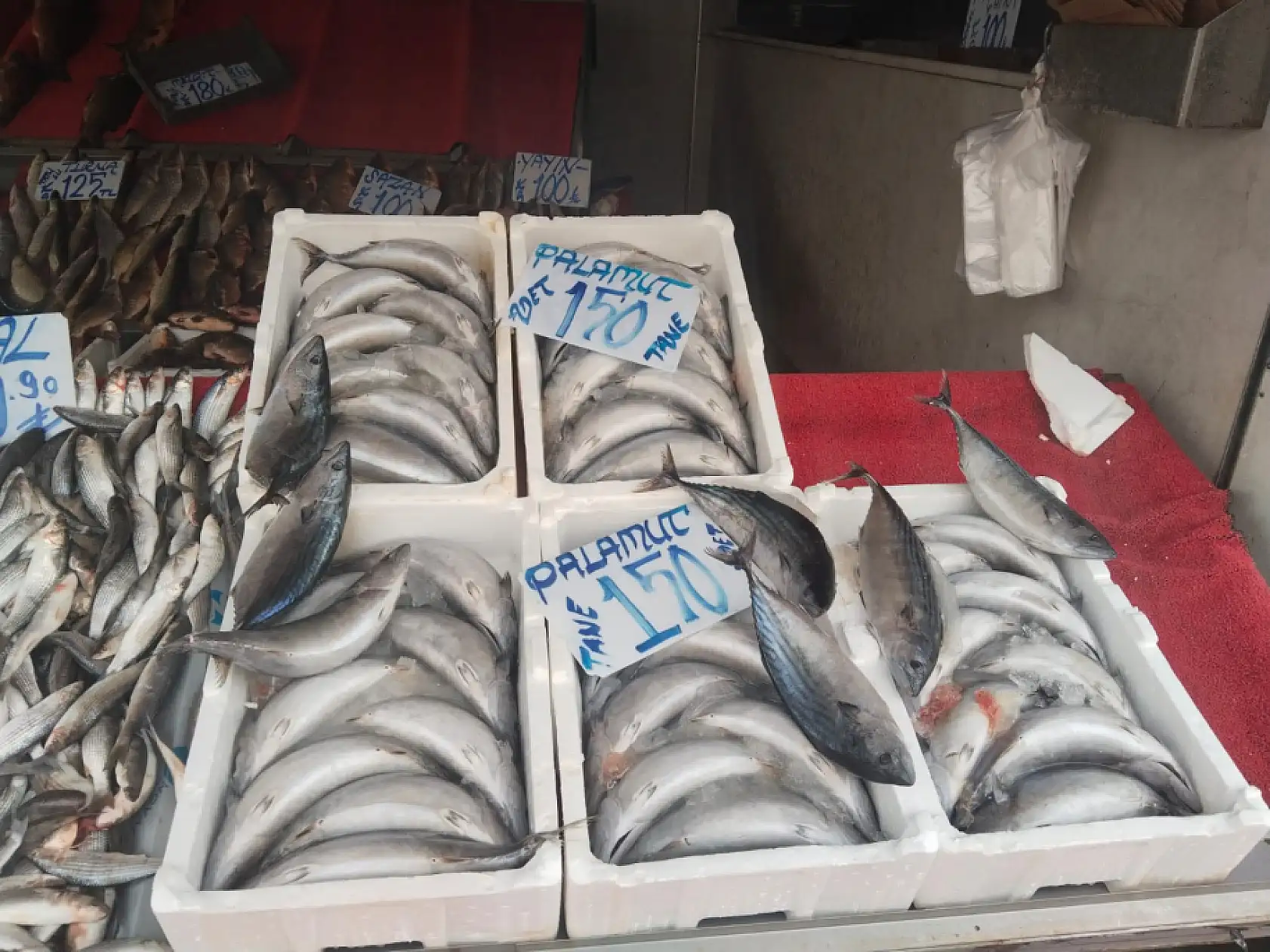 Şubat'ta hangi balıklar yenir? Şubat ayı bu balıkların ayı…