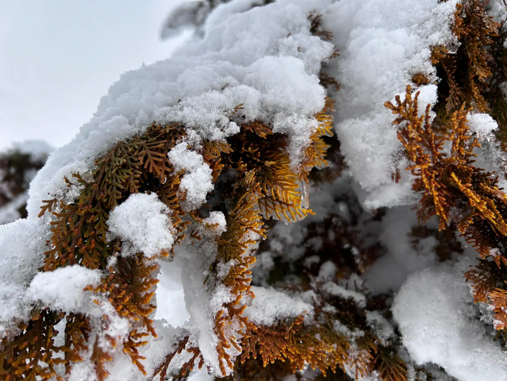Bu görüntüler Kayseri'den…