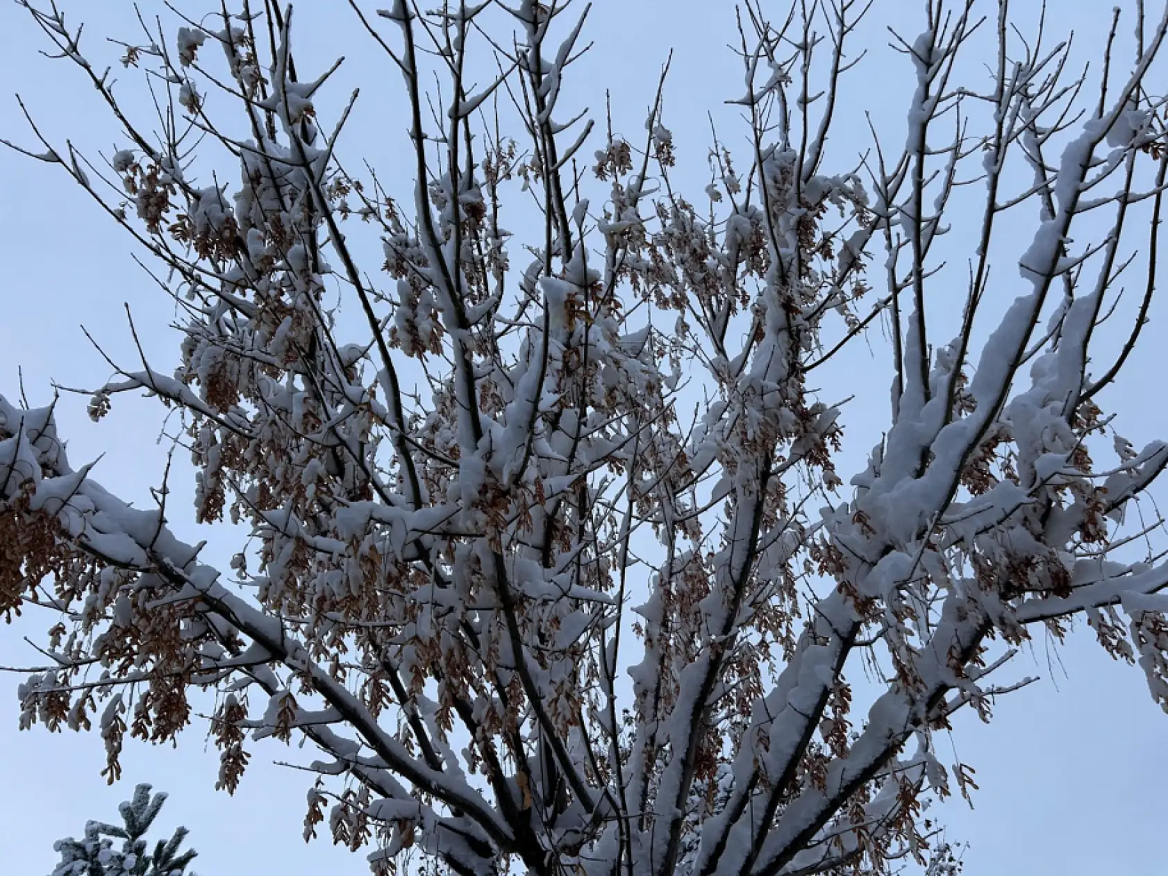 Bu görüntüler Kayseri'den…