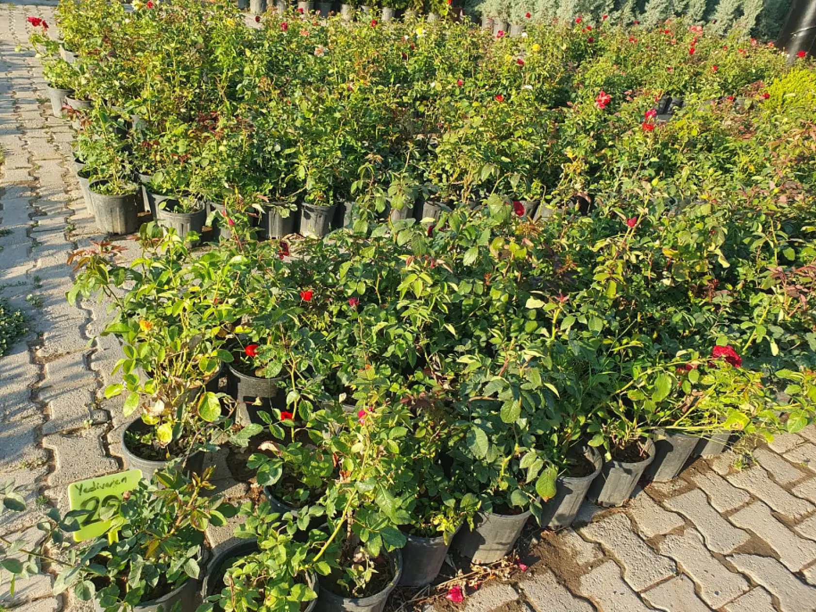 Kayseri'de fiyatı 200 TL'den 500 TL'ye kadar çıkıyor: 'Tam da sezonu' diyen üçer beşer alıyor!