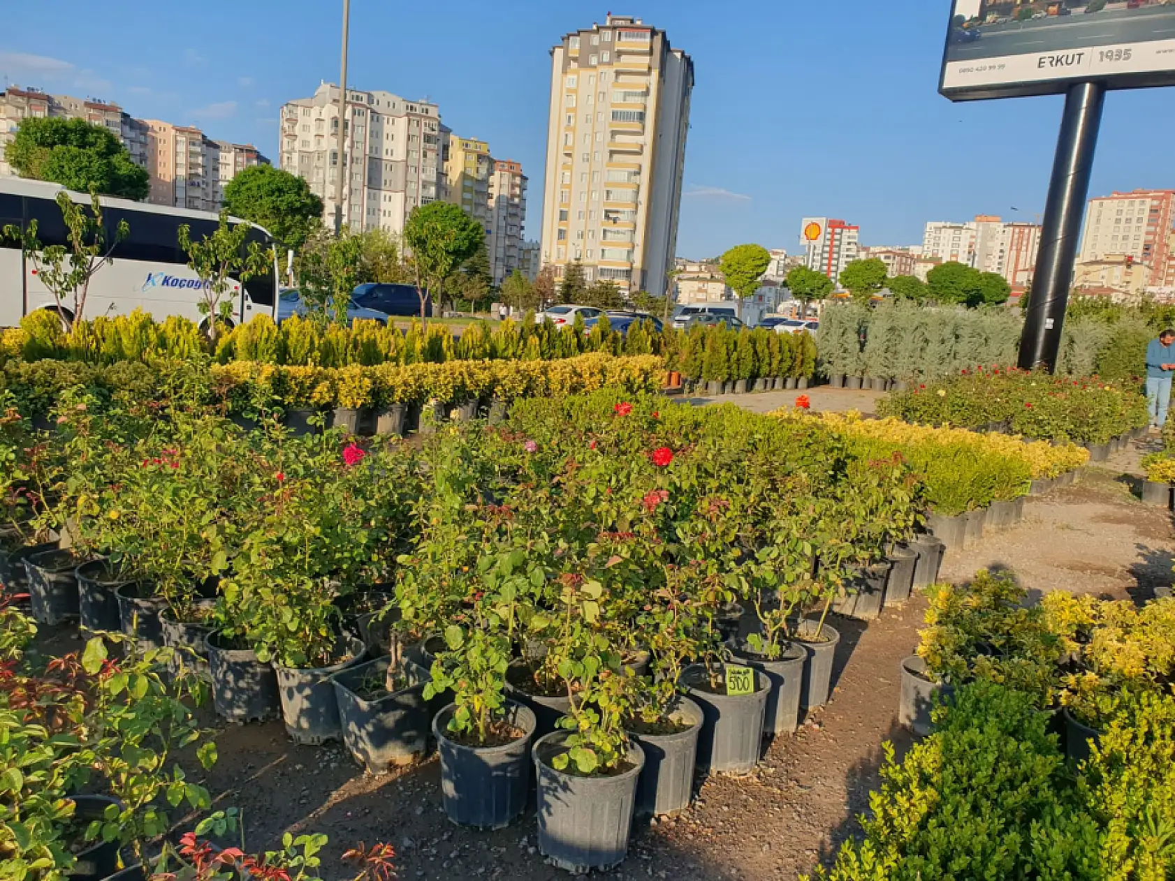 Kayseri'de fiyatı 200 TL'den 500 TL'ye kadar çıkıyor: 'Tam da sezonu' diyen üçer beşer alıyor!