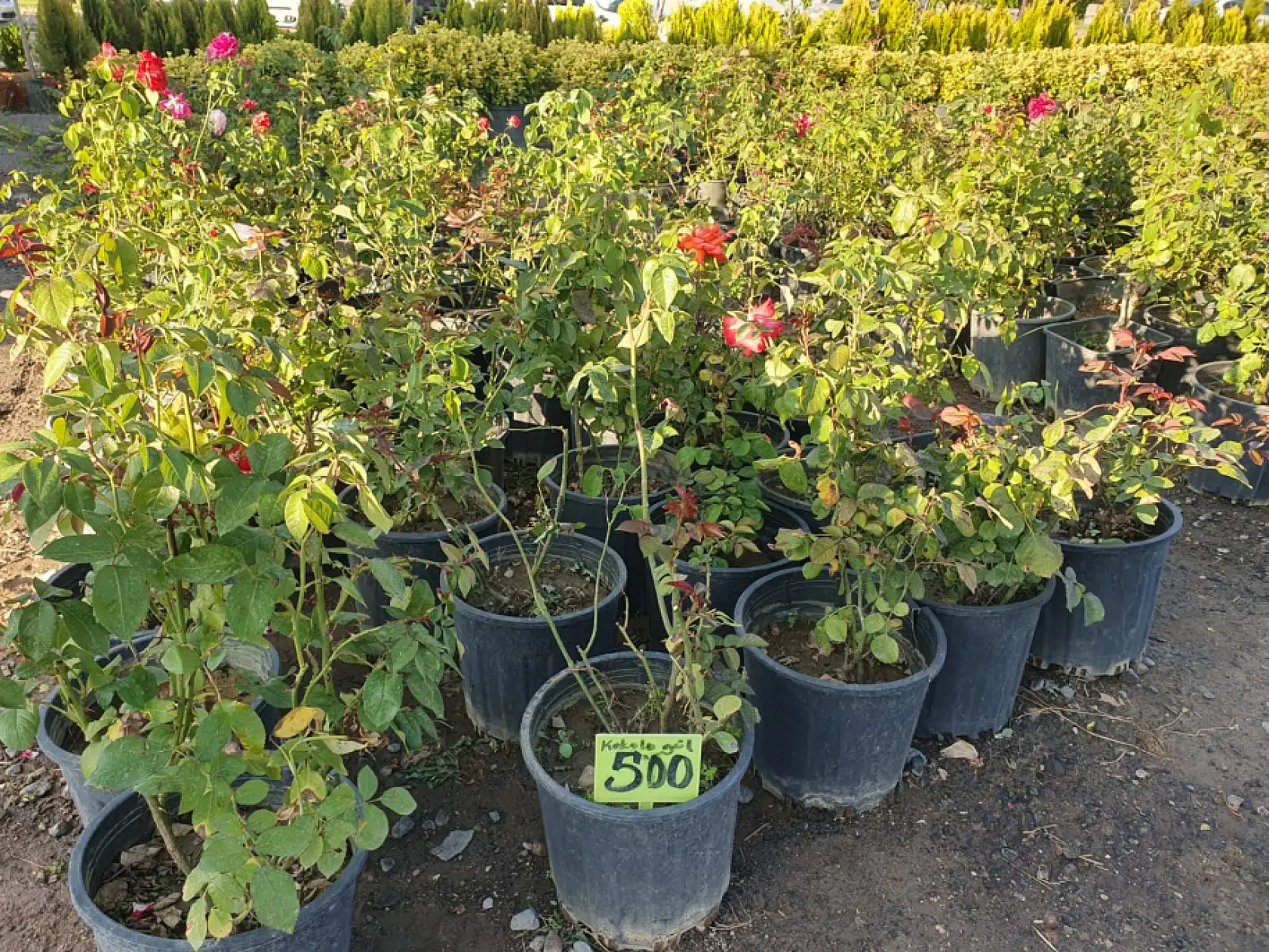 Kayseri'de fiyatı 200 TL'den 500 TL'ye kadar çıkıyor: 'Tam da sezonu' diyen üçer beşer alıyor!