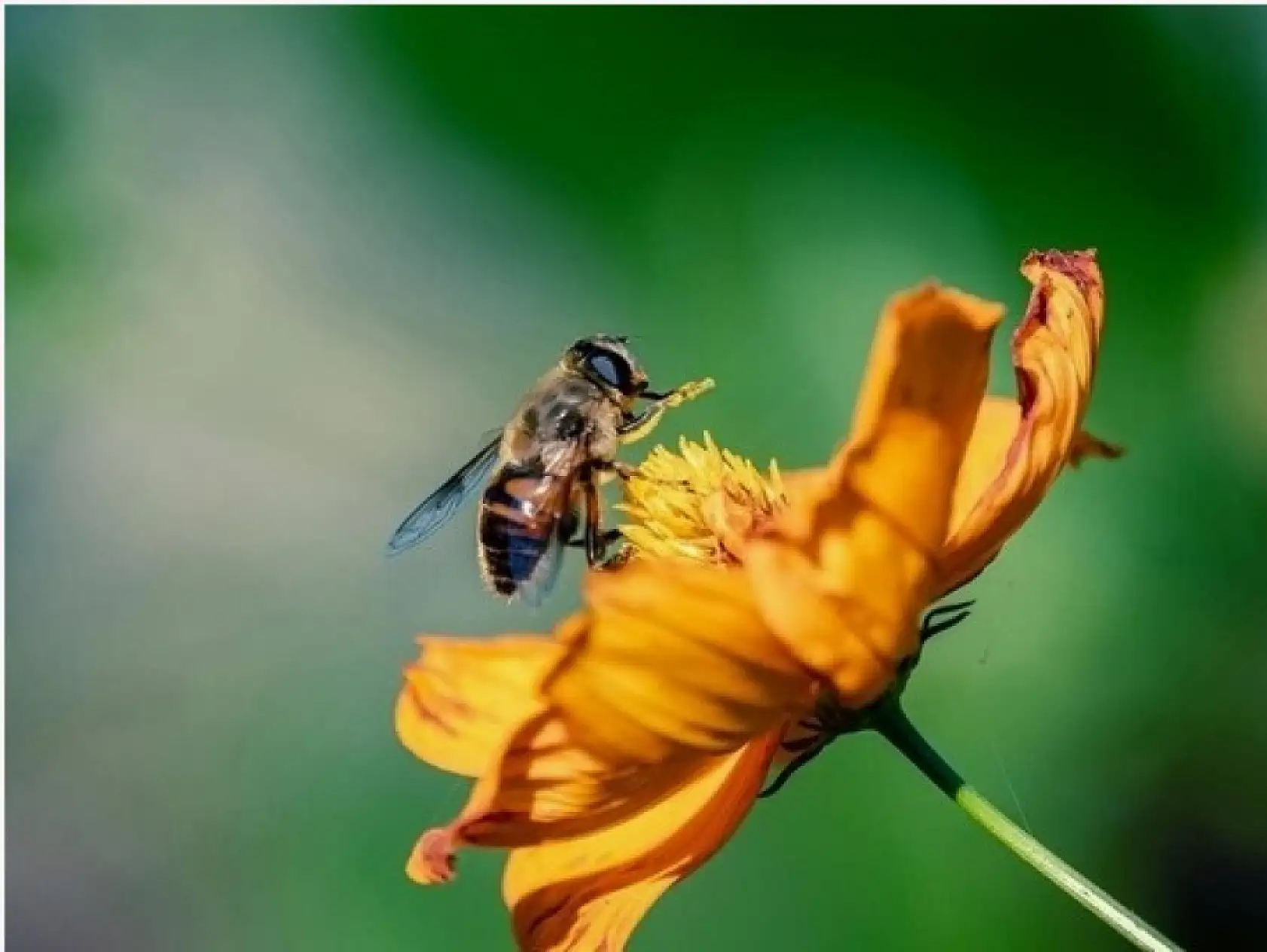 Kayseri'de bu ürüne talep var ancak bulunması imkânsız!