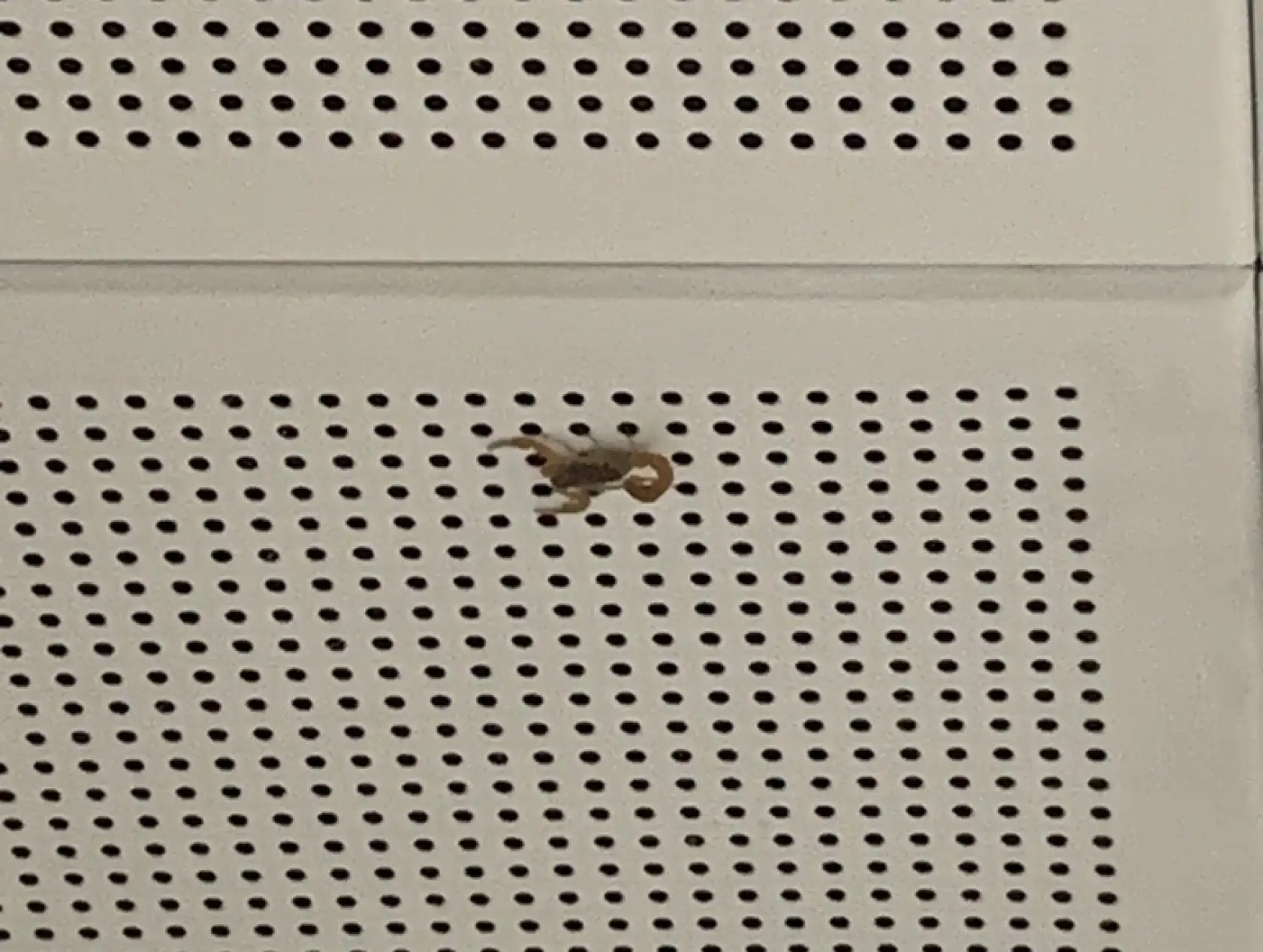 Kayseri merkezde 4 mahallede görüldü