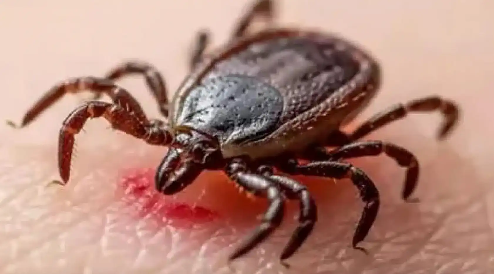 Kayseri'den kısa kısa: Aşure, CHP, Yol Çalışması, Döviz, Kene, Hacılar, Kayserispor...