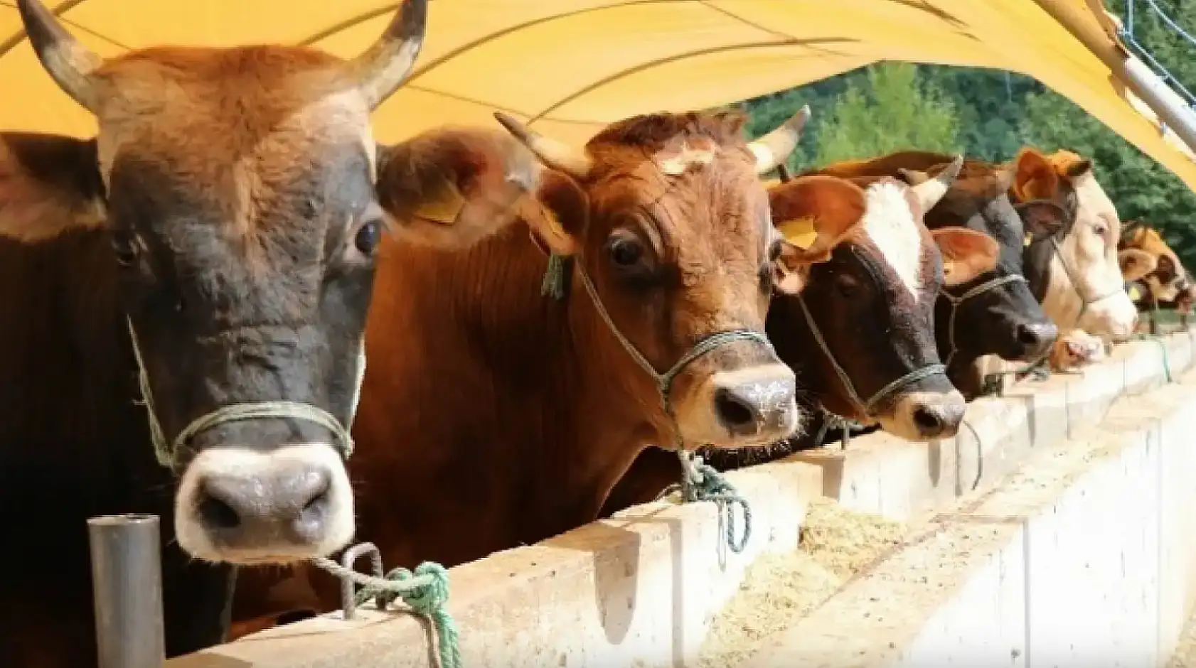 Kayseri'den kısa kısa (1 Haziran) Ulaşım, Bayram, Hayvancılık, AVM, Onur Ödülü, Kocasinan, Melikgazi...