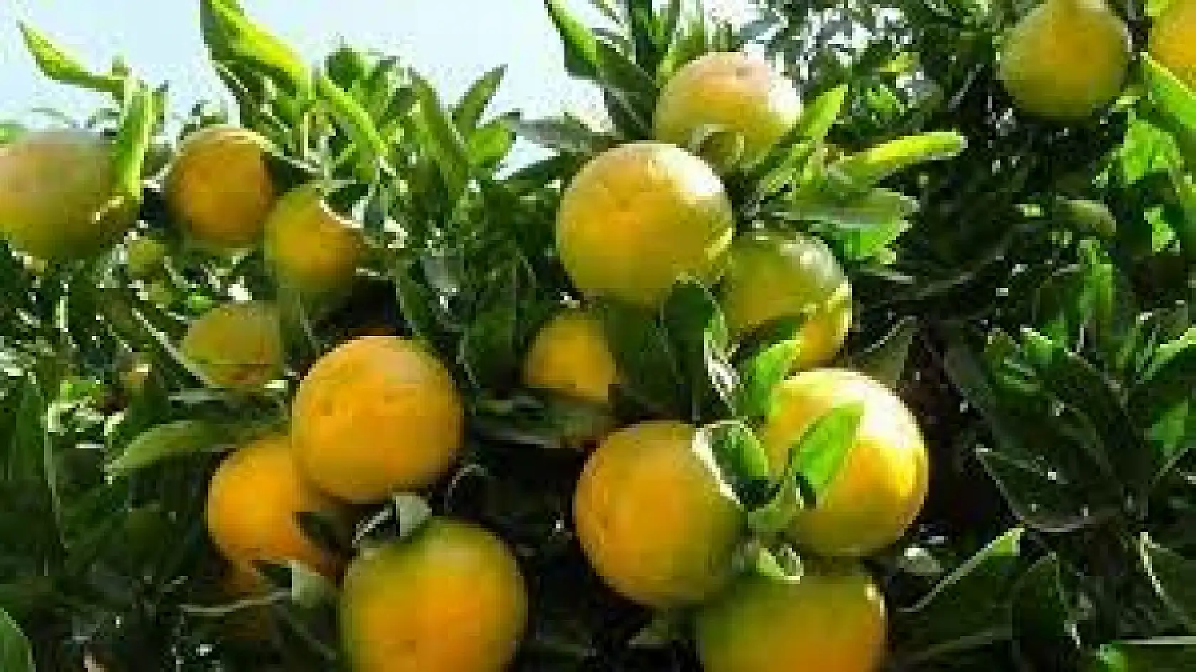 Kayseri'den mandalina atağı!