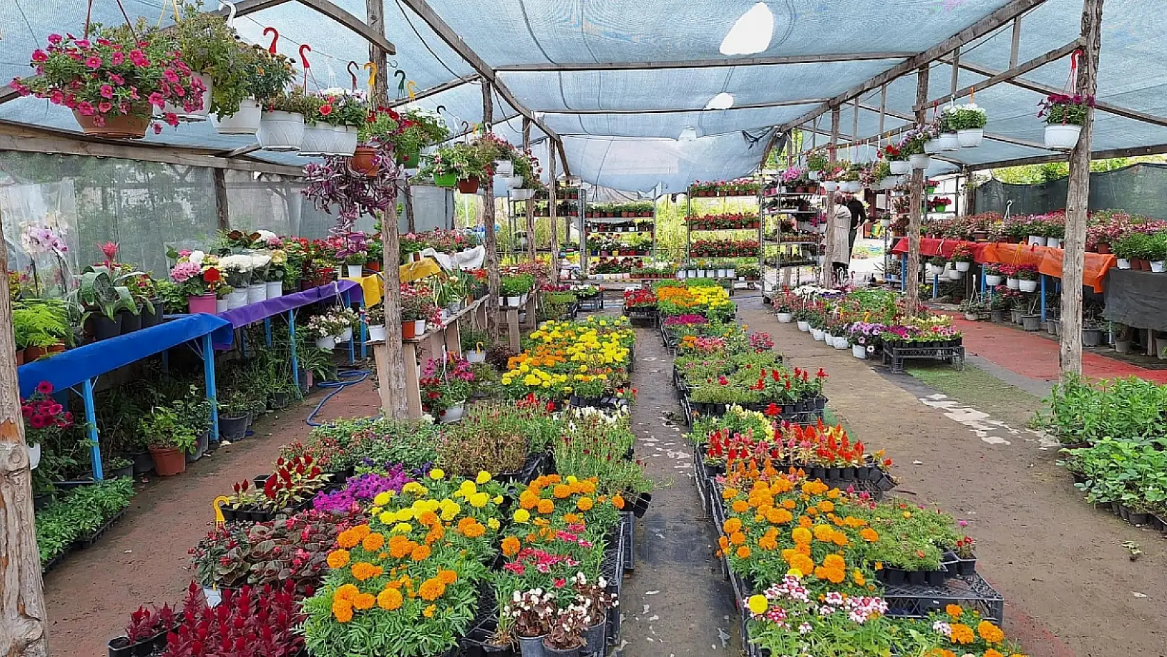 Tanesi 30 TL… Kayseri'de de satışları başladı!
