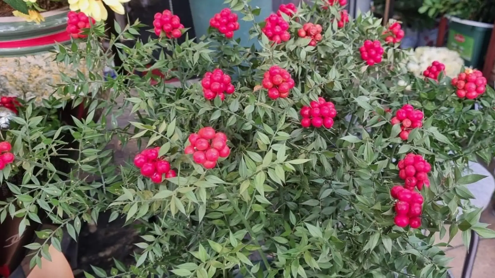 Kayseri'de kokina almak isteyenler dikkat! İşte güncel fiyatlar