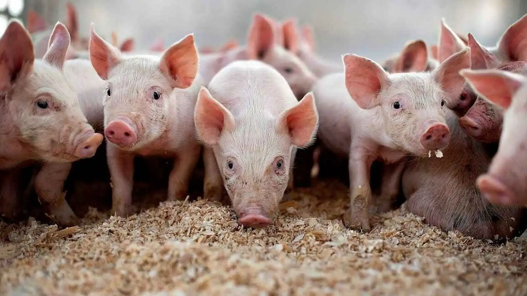 Kayseri'de domuz çiftliği iddiası! Tartışmalar alevleniyor!