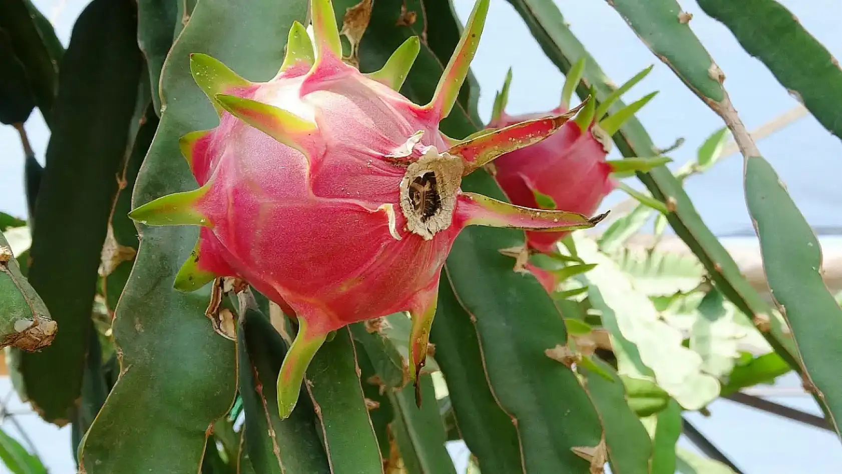 Kayseri'de popülaritesini kaybetti: Artık tanesi 50 TL'den satılıyor!