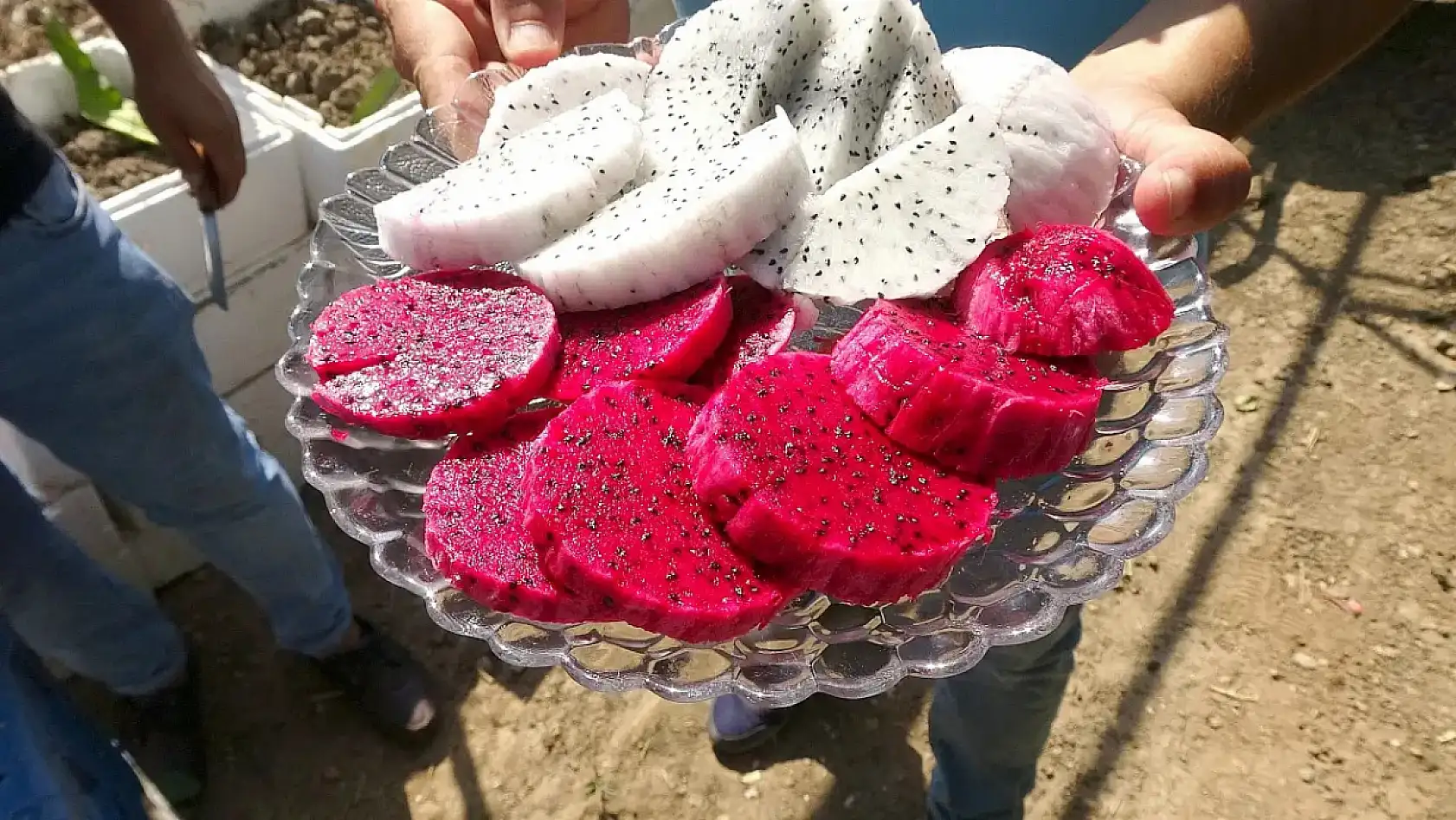 Kayseri'de popülaritesini kaybetti: Artık tanesi 50 TL'den satılıyor!