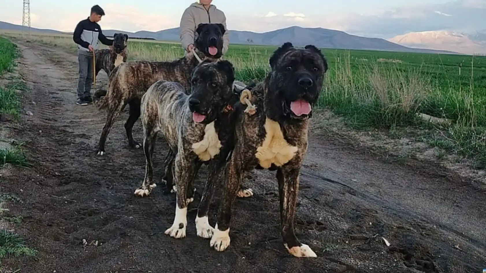 Kayseri Sivas'a rakip çıktı: Kangalların tahtı sallanıyor!