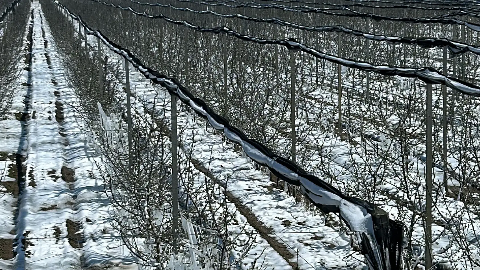 Soğuk bahar gecesi Kayseri'yi vurdu: Üreticiler endişeli!