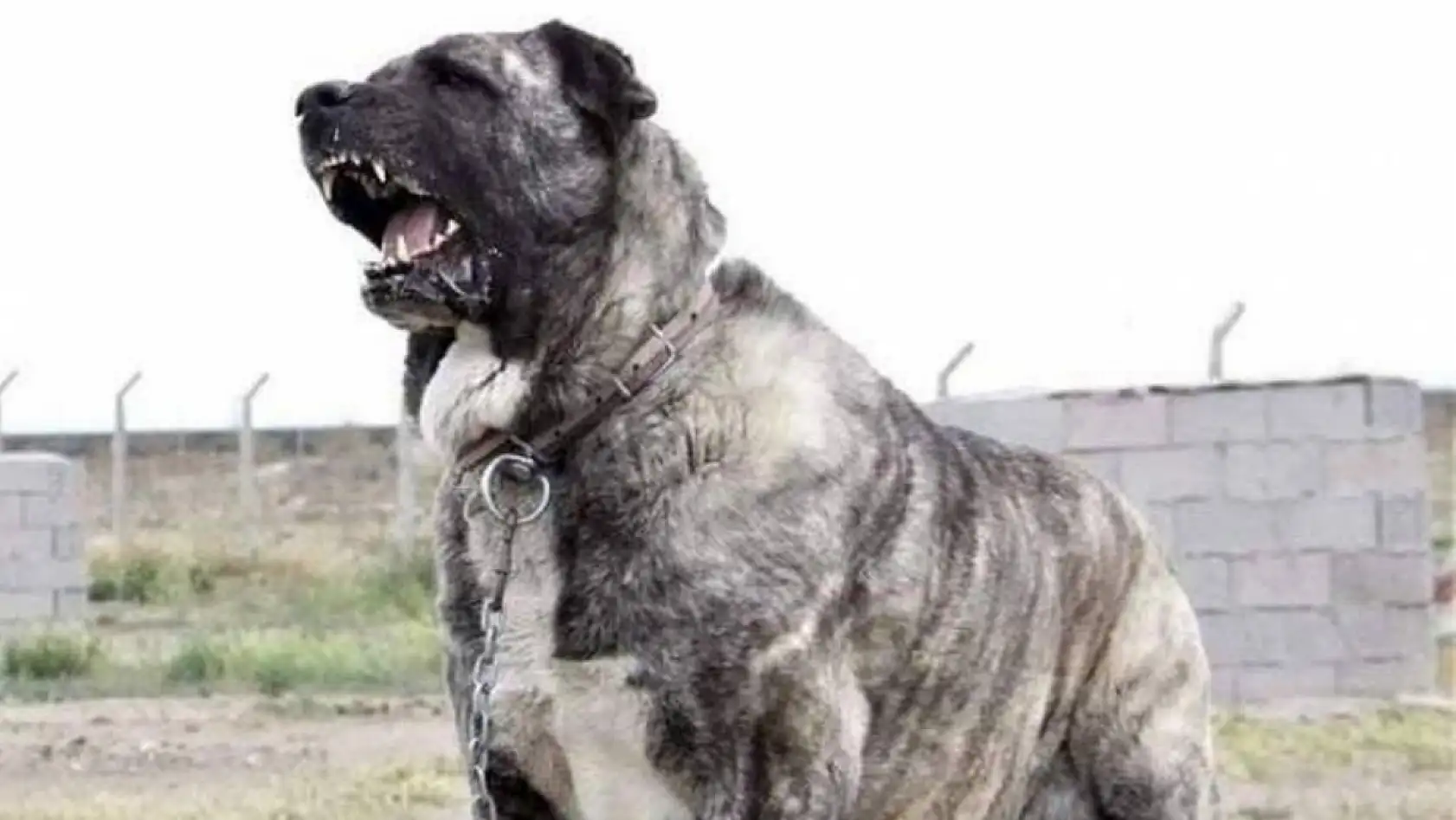 Kayseri Sivas'a rakip çıktı: Kangalların tahtı sallanıyor!