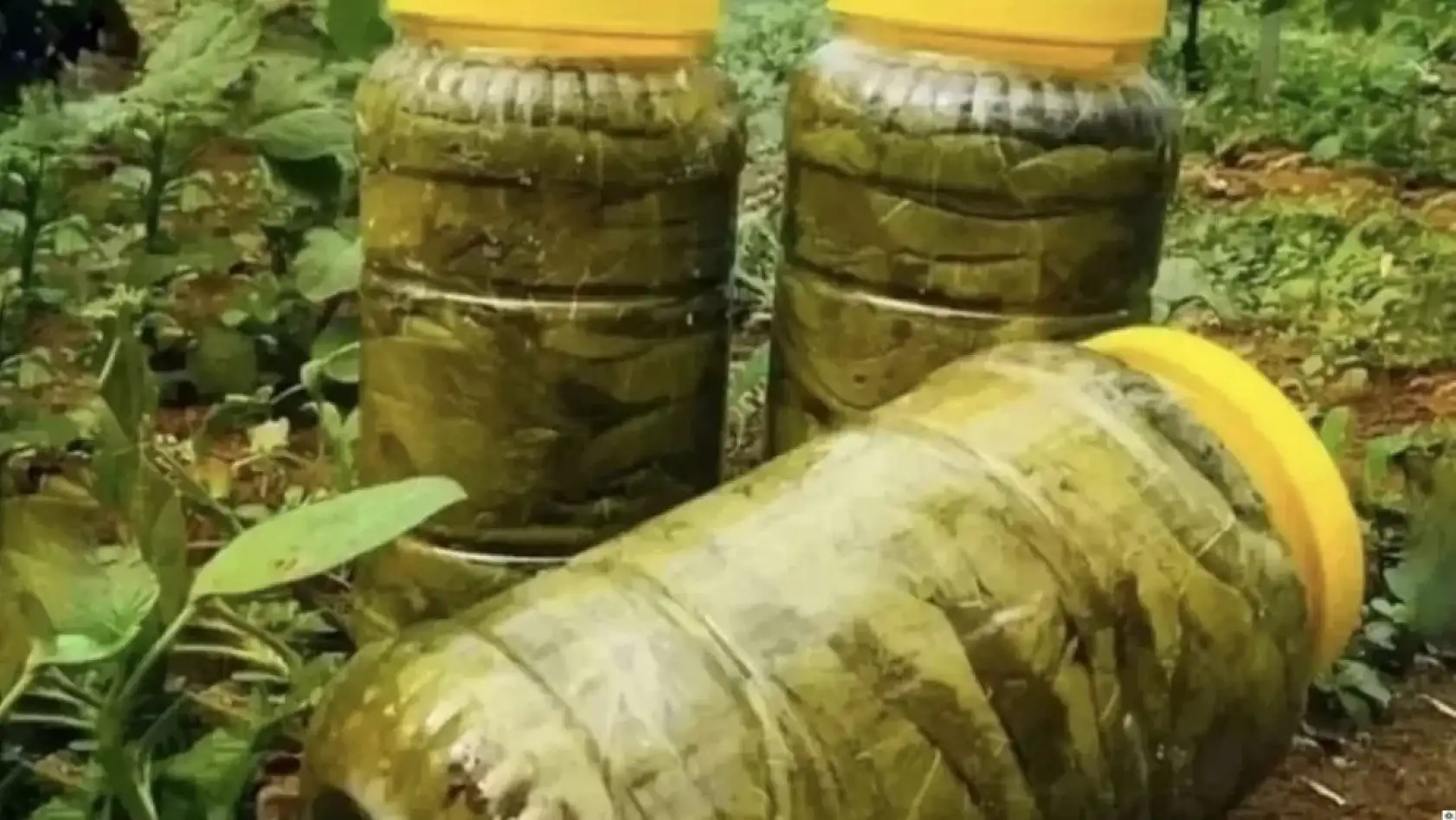 Kayserililerin gözdesine kırcı darbesi: Fiyatlar tam 3 kat arttı!