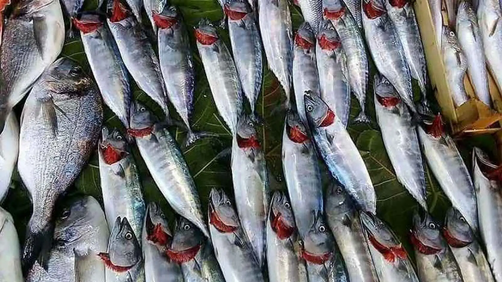 Kayseri'de balık fiyatlarında sürpriz düşüş: İşte güncel rakamlar!
