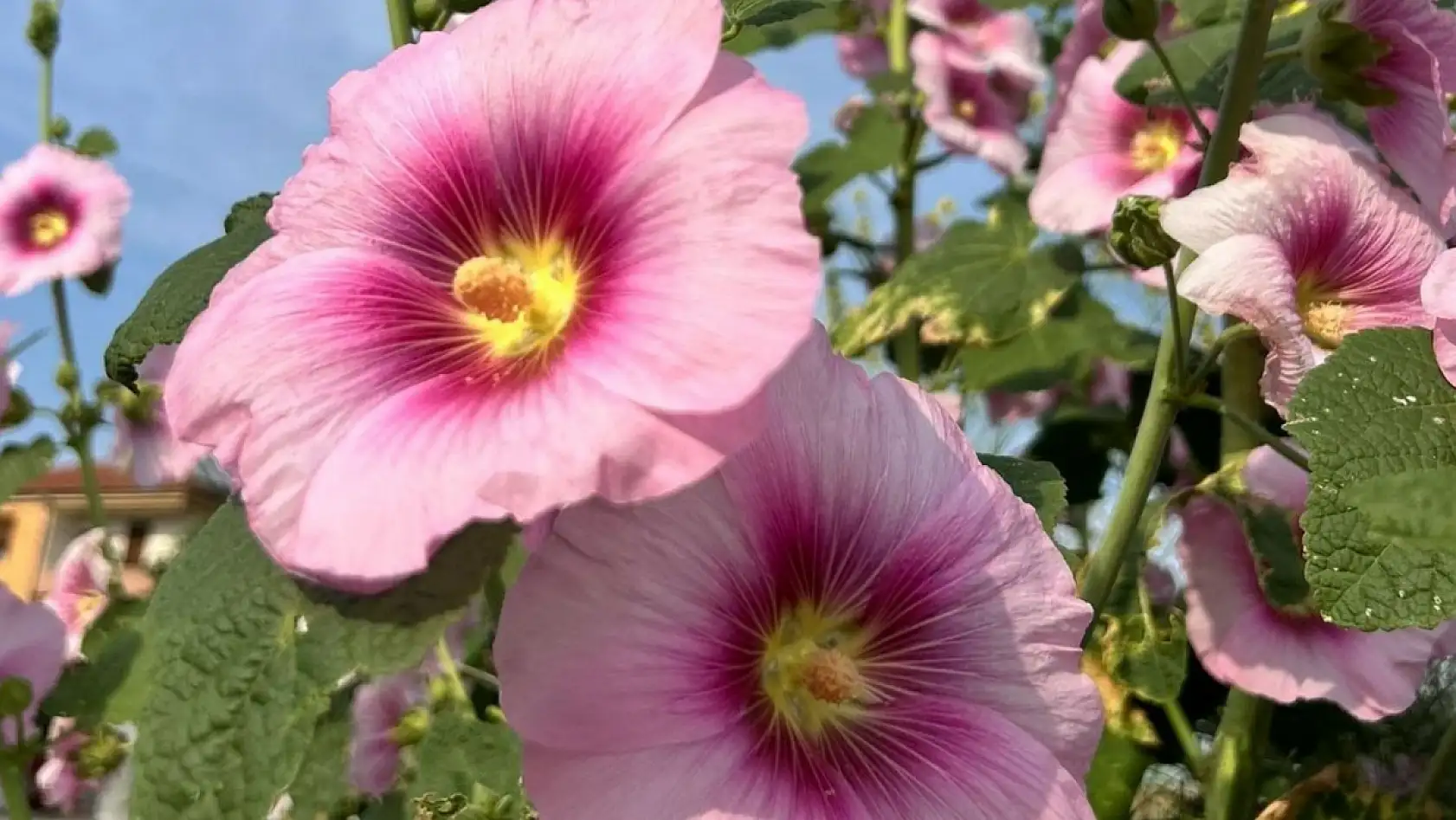 2020'nin Gözdesiydi, Şimdi Yüzüne Bakan Yok