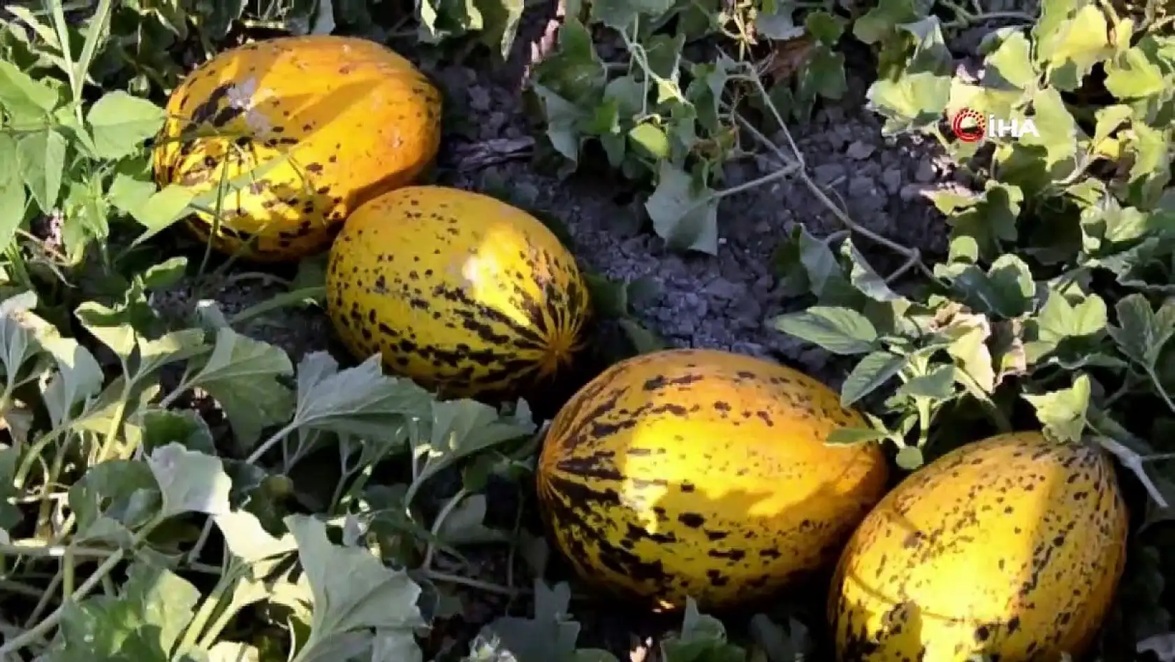 Komşu ilde yasaklandı! Kayseri'ye de yasak gelecek mi?
