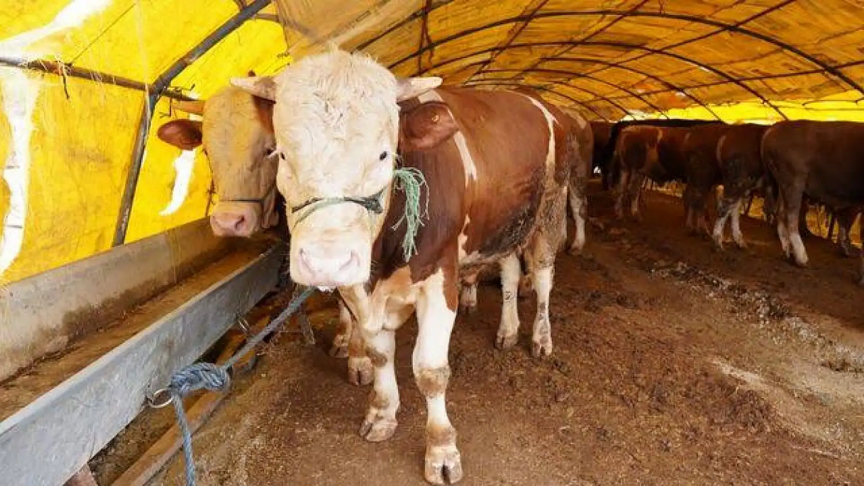 Kayseri'de kurban öncesi zincir marketten dev hamle! İster taksit, ister bağış…