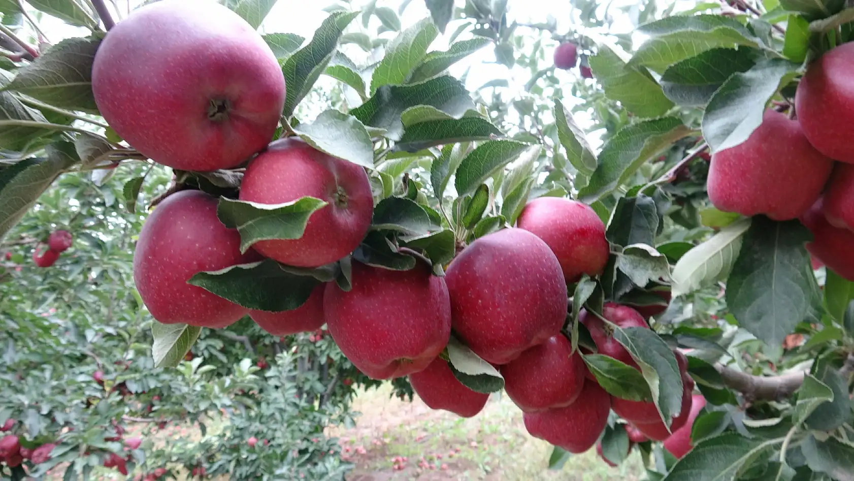 Kayseri'den dünya mutfağına - İhracatta büyük başarı!