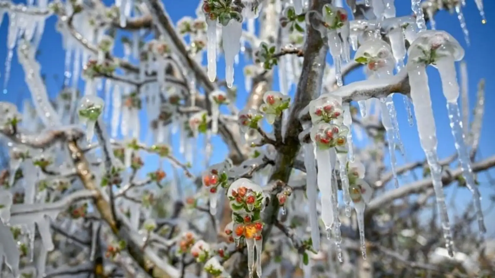 Kayseri'de fiyatlar uçtu: Kilosu 55-75 TL arasında değişiyor, 2024'ün aynı ayında 25 TL'ydi!